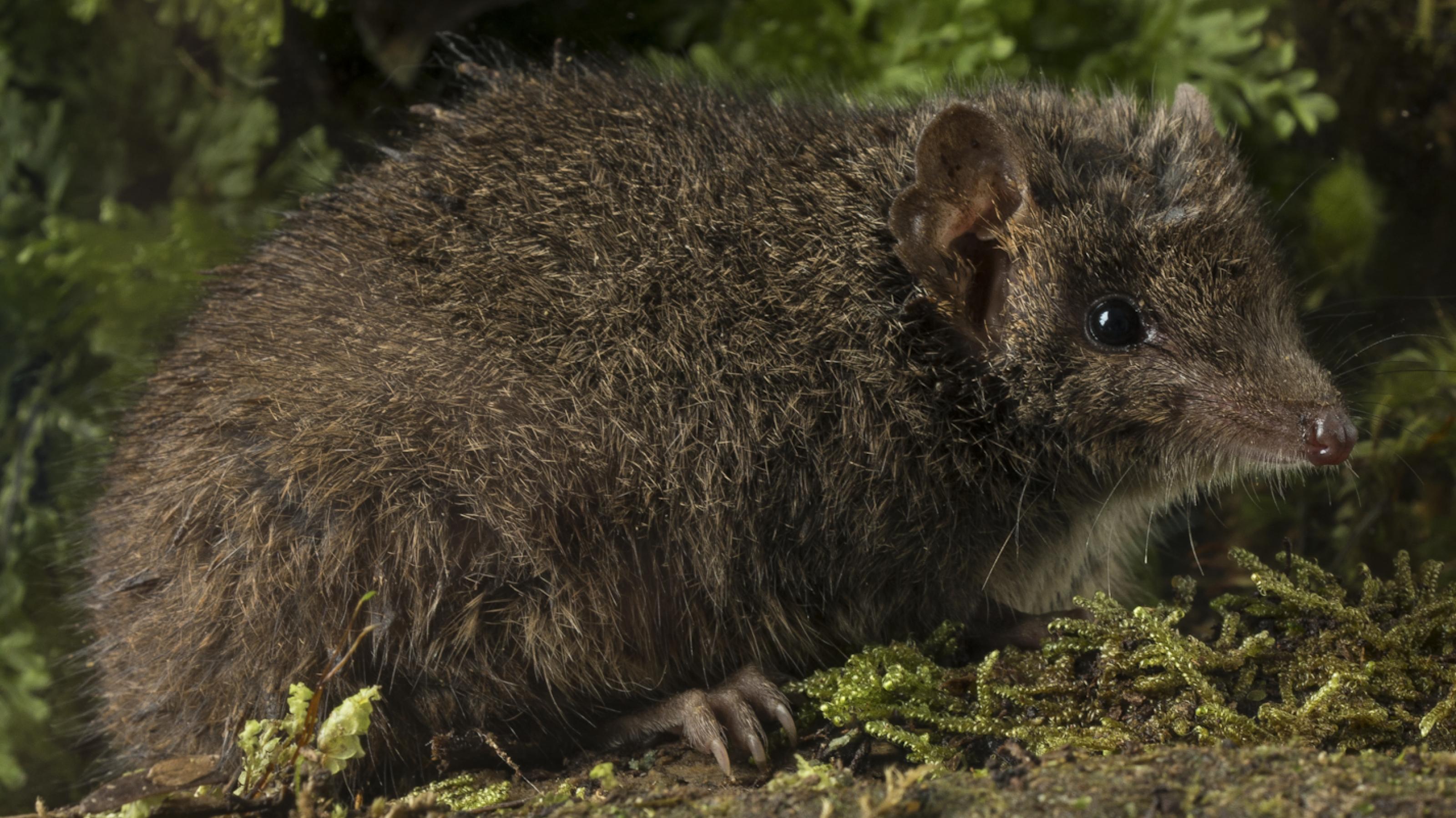 ein kleines mausähnliches Tier ind graubraun. Die Nase ist spitz, die Ohren sind rund.