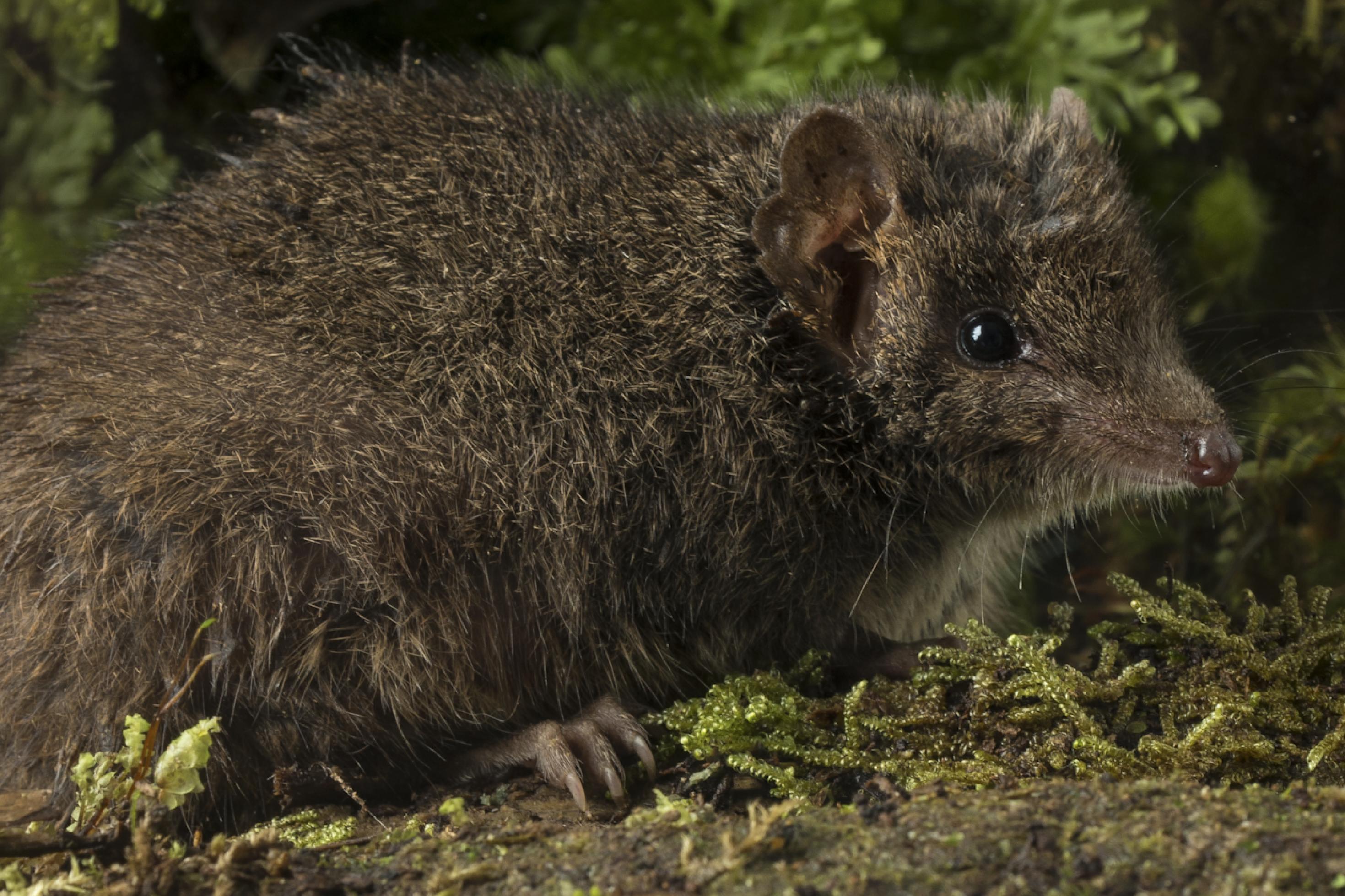 ein kleines mausähnliches Tier ind graubraun. Die Nase ist spitz, die Ohren sind rund.