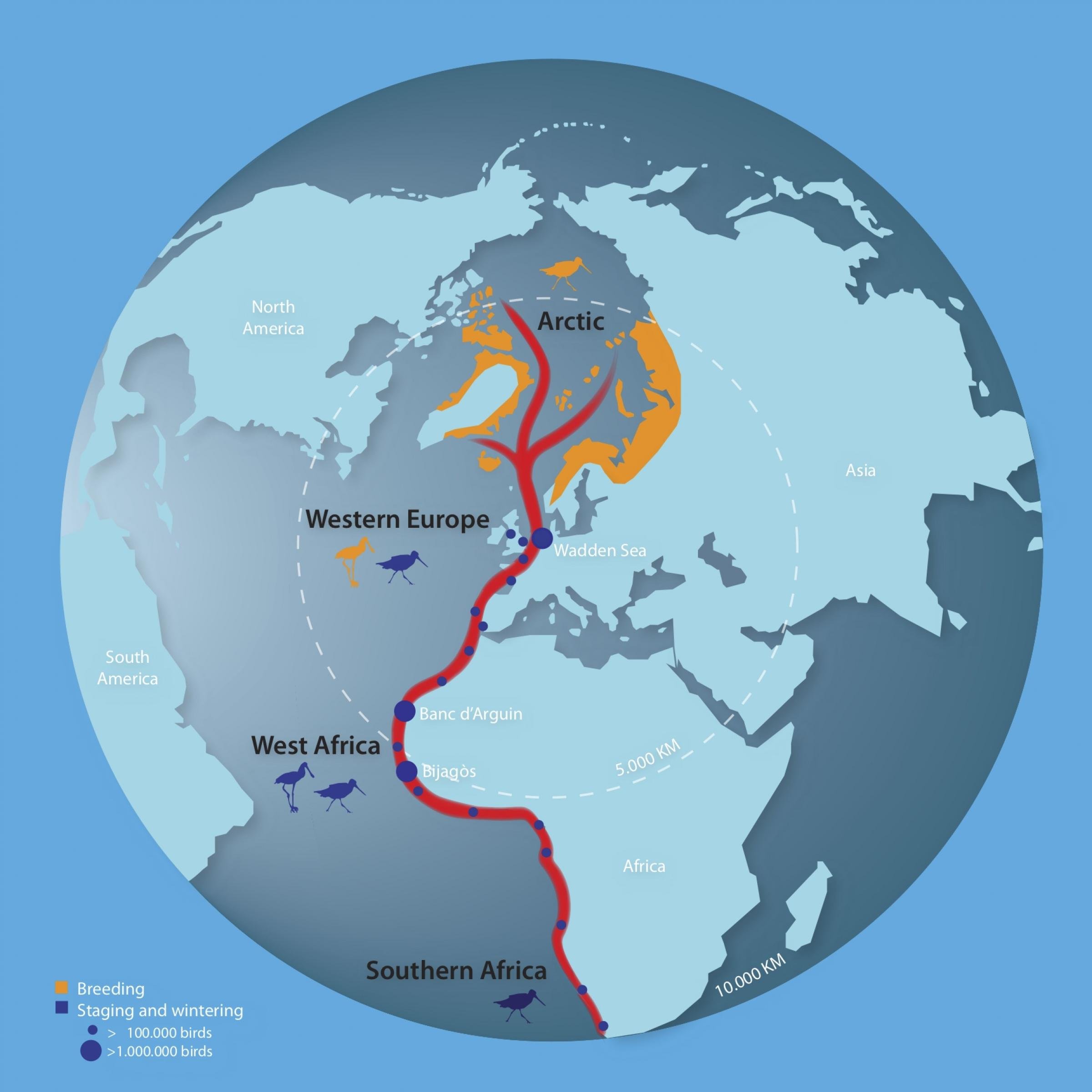 Eine Karte der Erde auf dem der Zugweg einiger Vogelarten eingezeichnet ist.