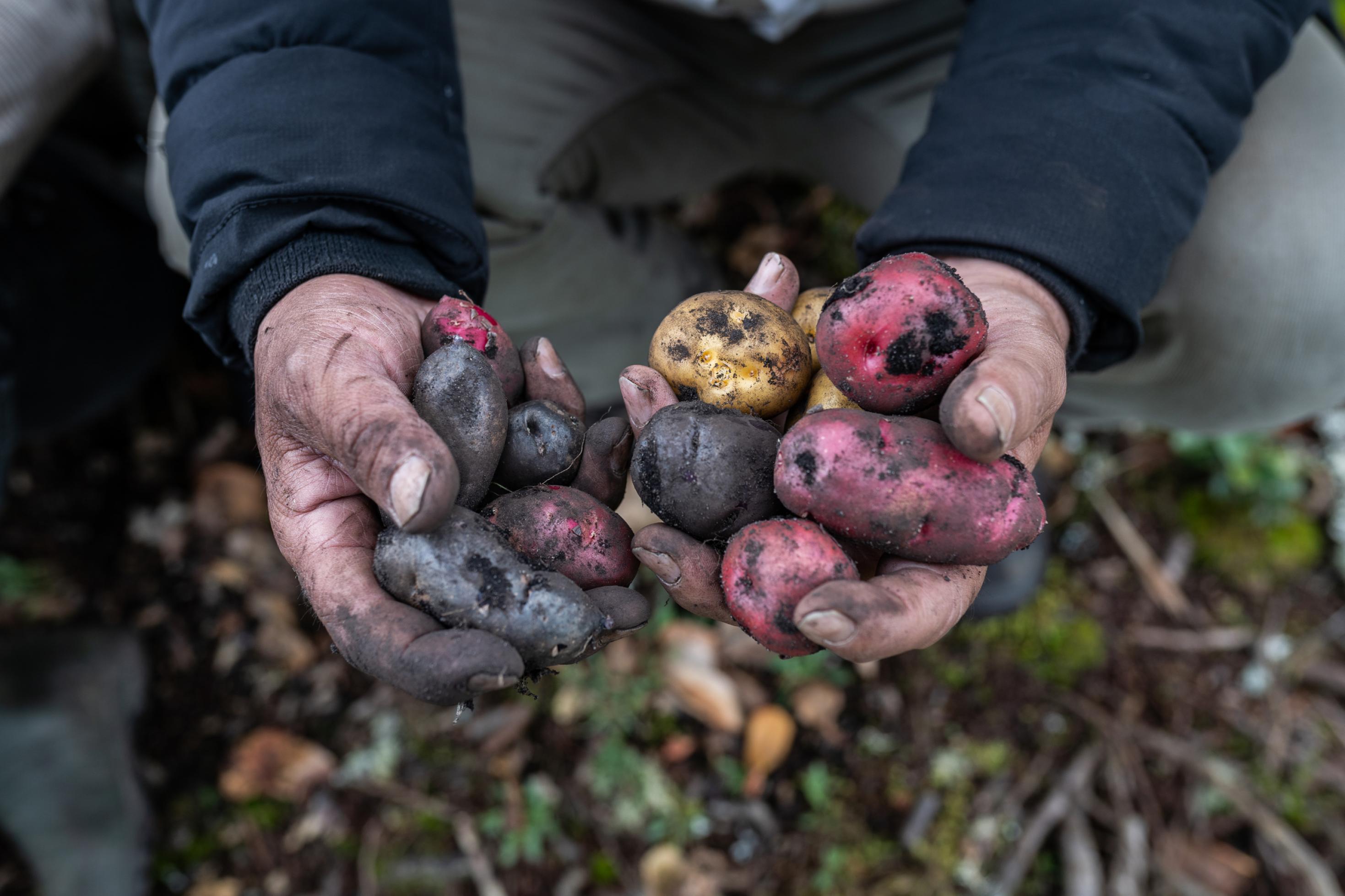 Nahaufnahme zweier Hände, in denen viele verschieden geformte und gefärbte Kartoffeln liegen.