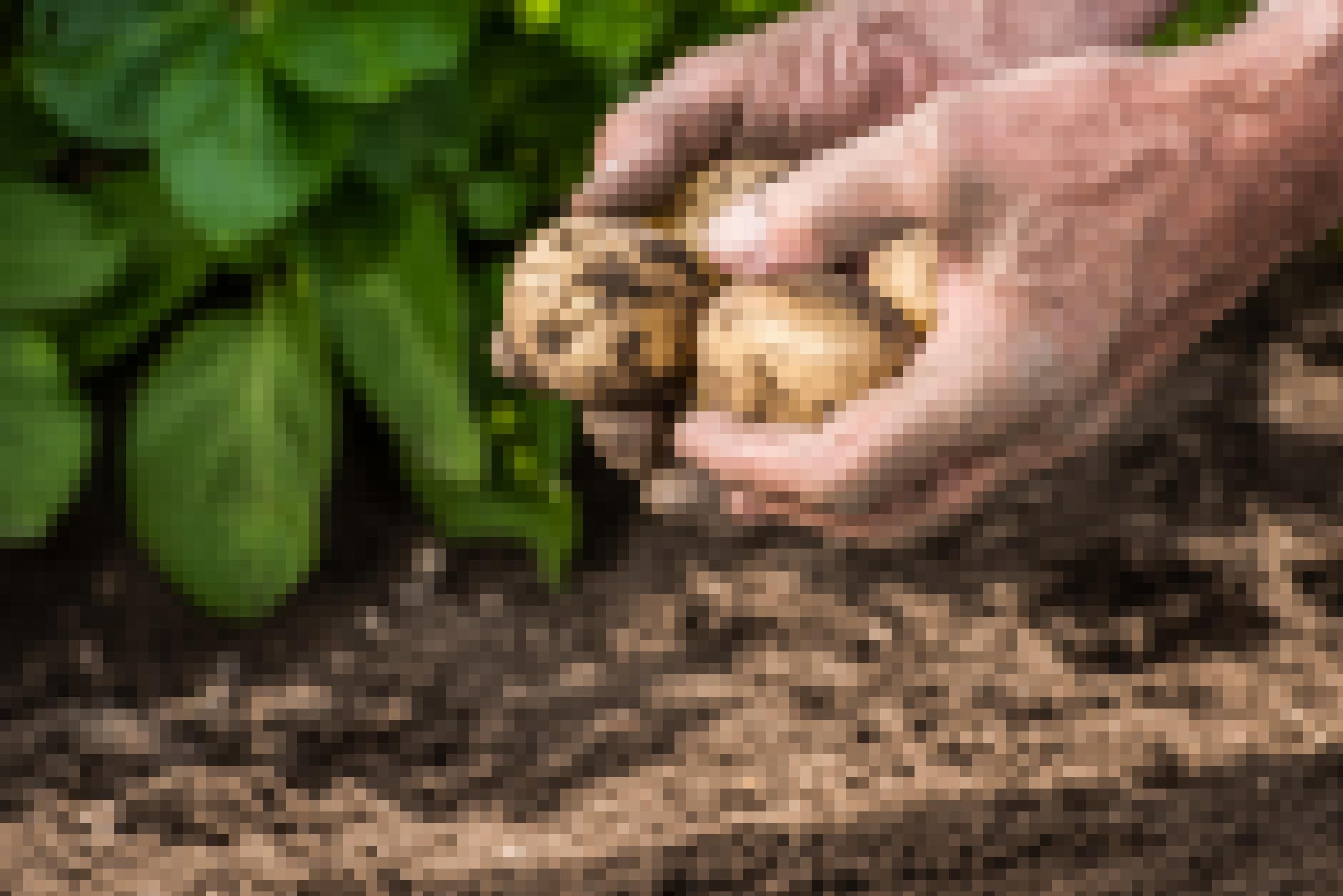 Männliche Hände, die frisch geerntete Kartoffeln halten, im Hintergrund Pflanzen