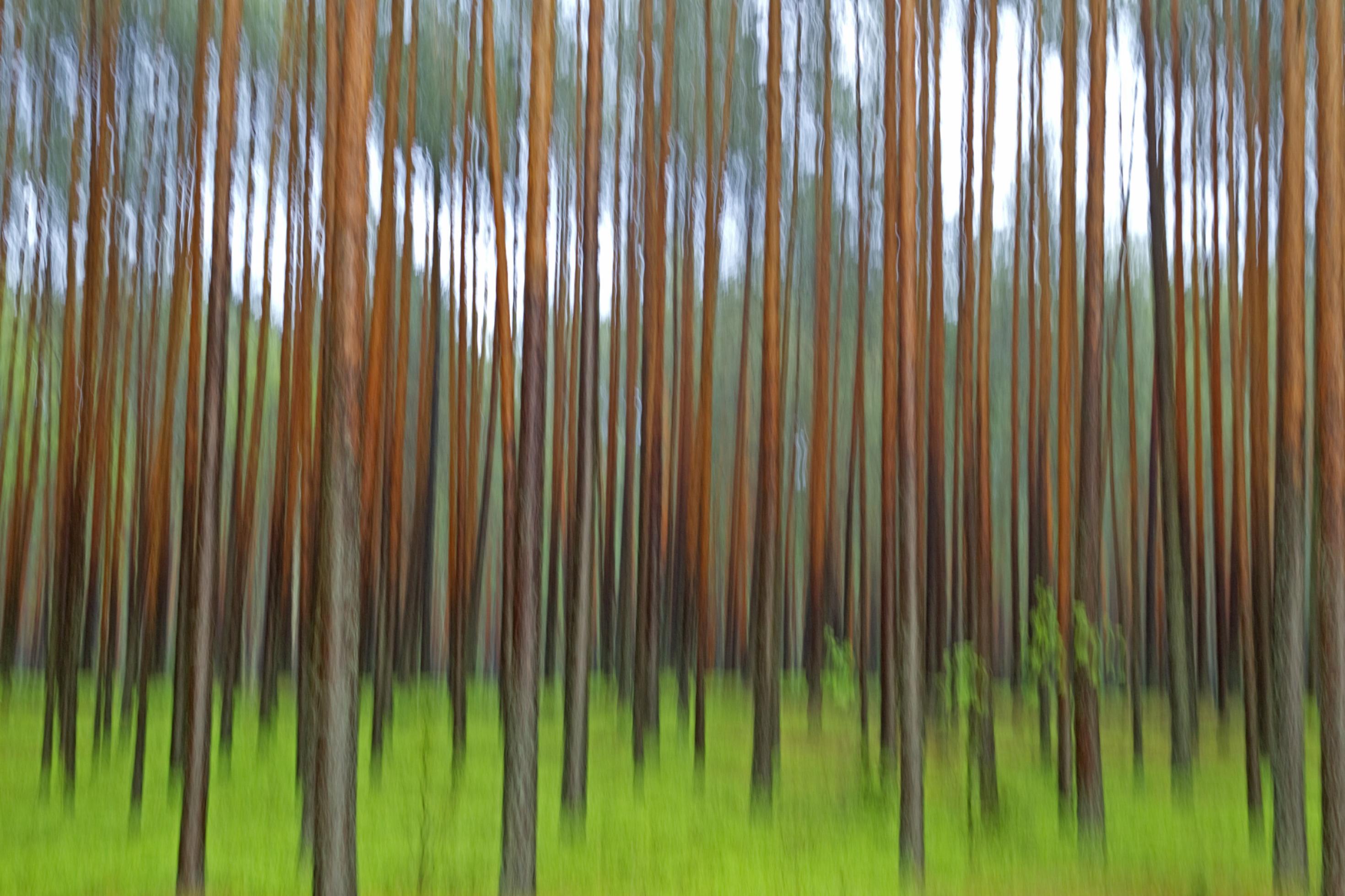 Ein Kiefernwald abstrakt fotografiert