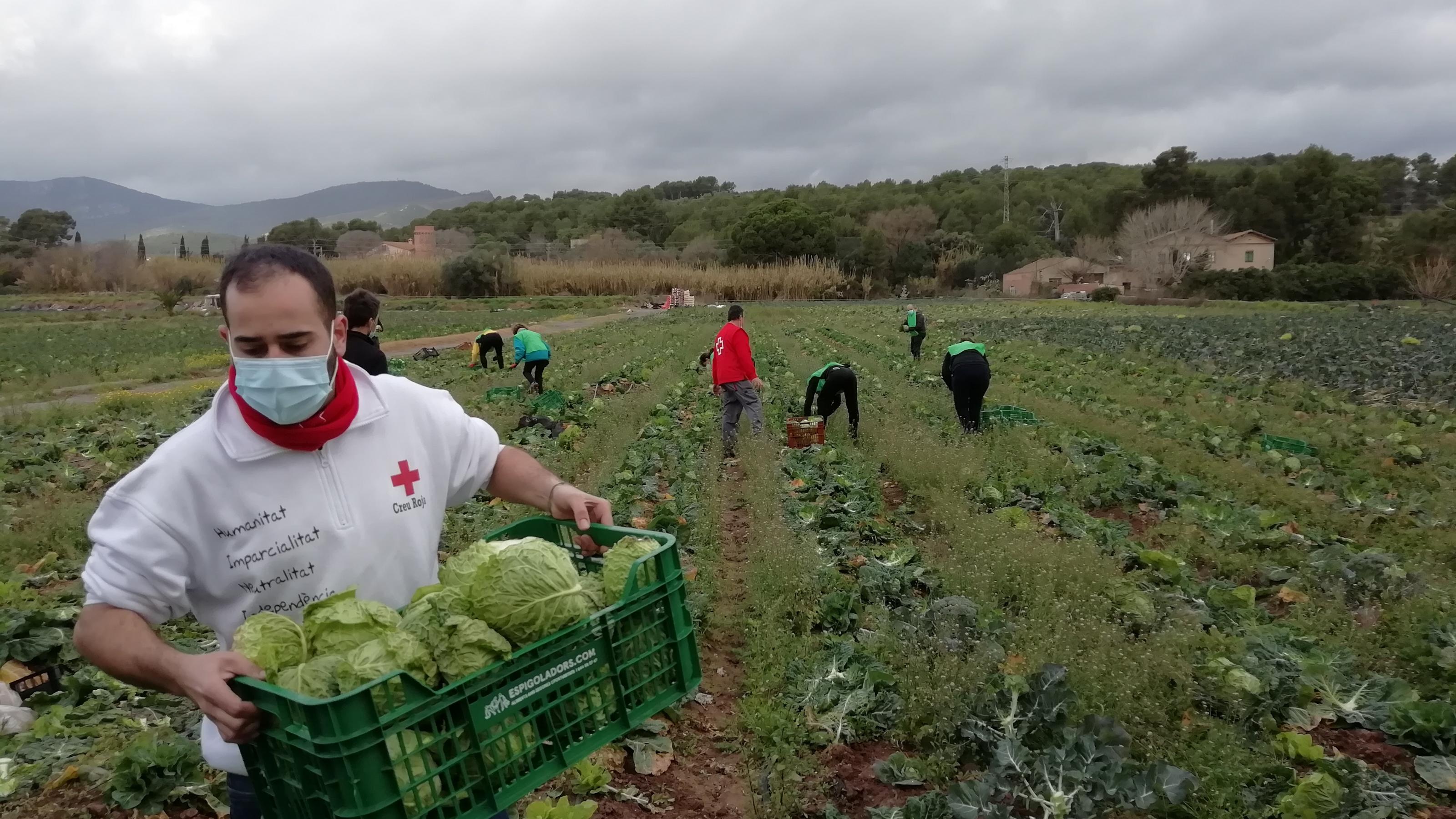 Auf einem Kohlfeld in der Nähe von Barcelona sammeln Helfer die überschüssigen Kohlköpfe auf. Ein Teil des geretteten Gemüses geht an Hilfsorganisationen wie das Rote Kreuz.