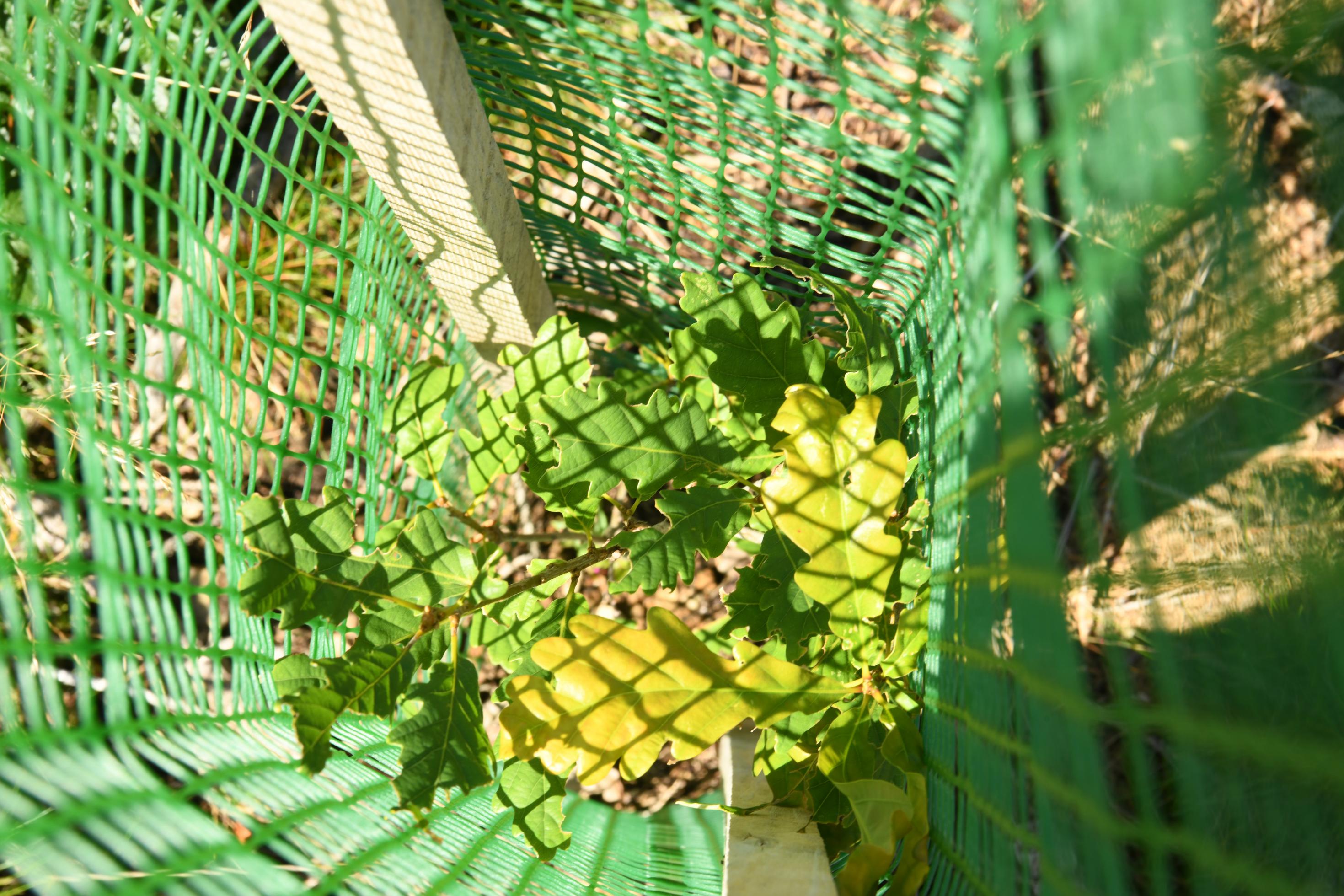 Eichen sind dem Klimawandel besonders angepasst