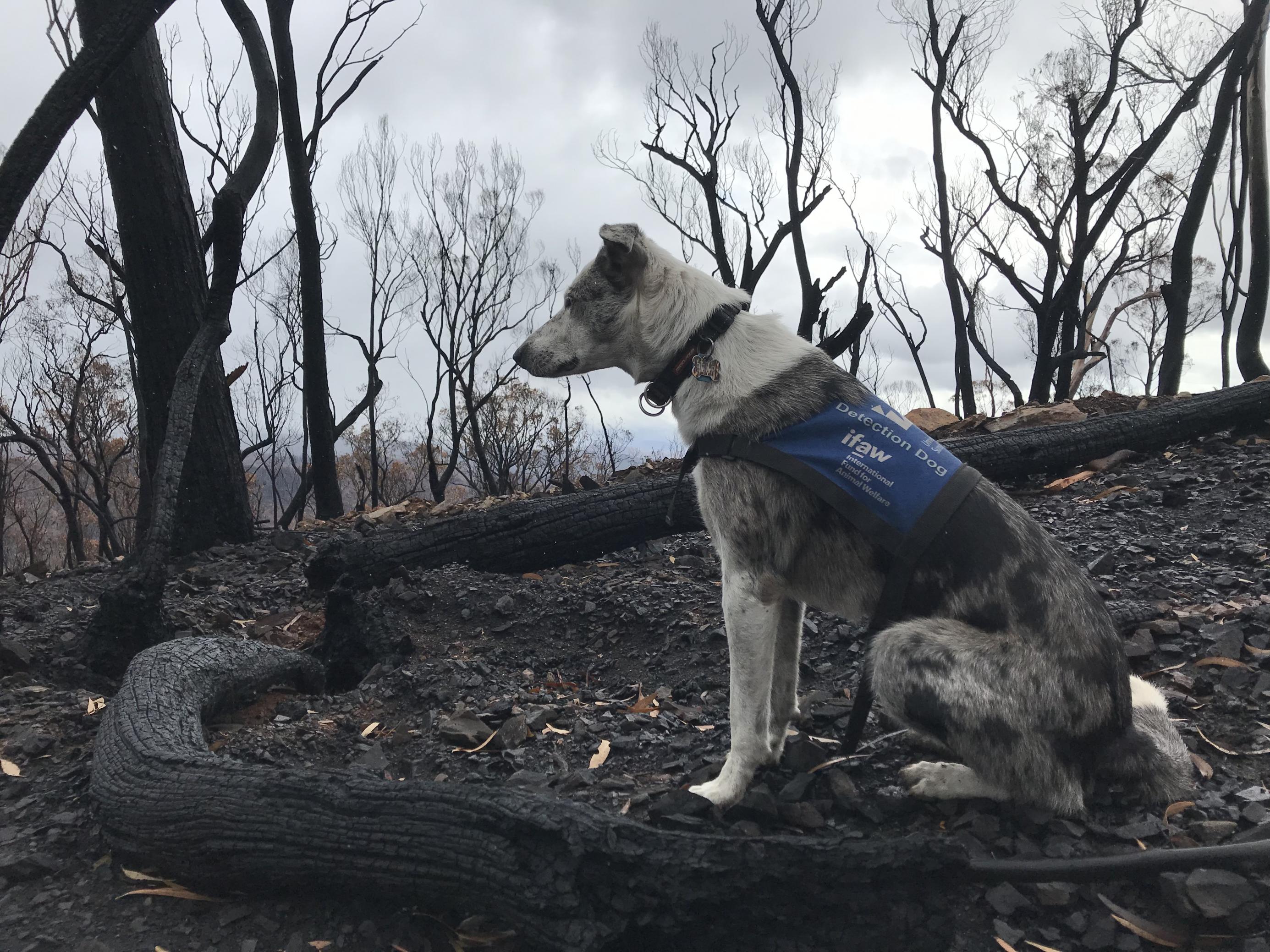 Spürhund Bear, ein schwarz-weißer Kolonie sitzt zwischen verbranntem Gestrüpp. Der Hund wartet auf den Befehl „Let's go find“ ehe er sich im abgebrannten Two Thumbs Reservat auf die Suche nach überlebenden Koalas macht.