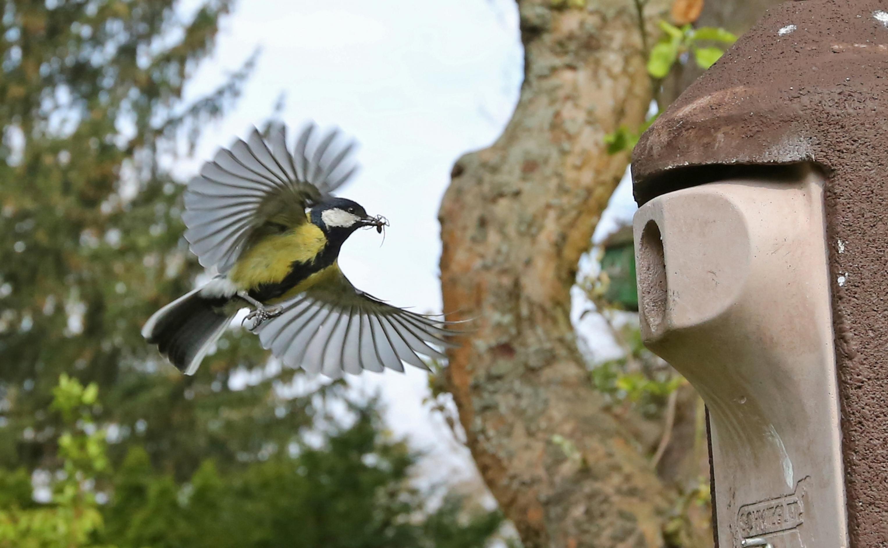 Eine Kohlmeise mit Futter im Schnabel fliegt in ein Vogelhaus.