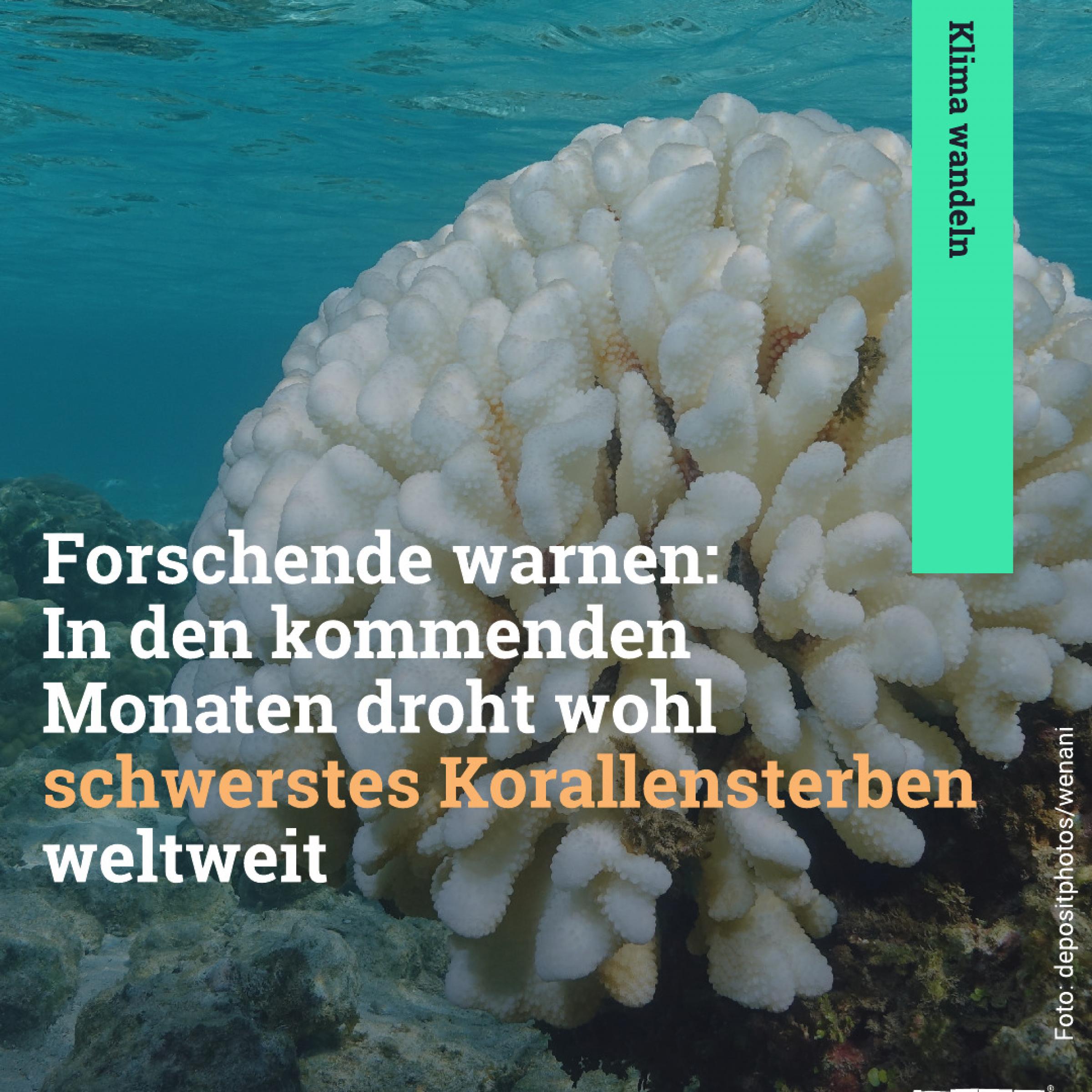 Forschende warnen: In den kommenden Monaten droht wohl schwerstes Korallensterben weltweit.
