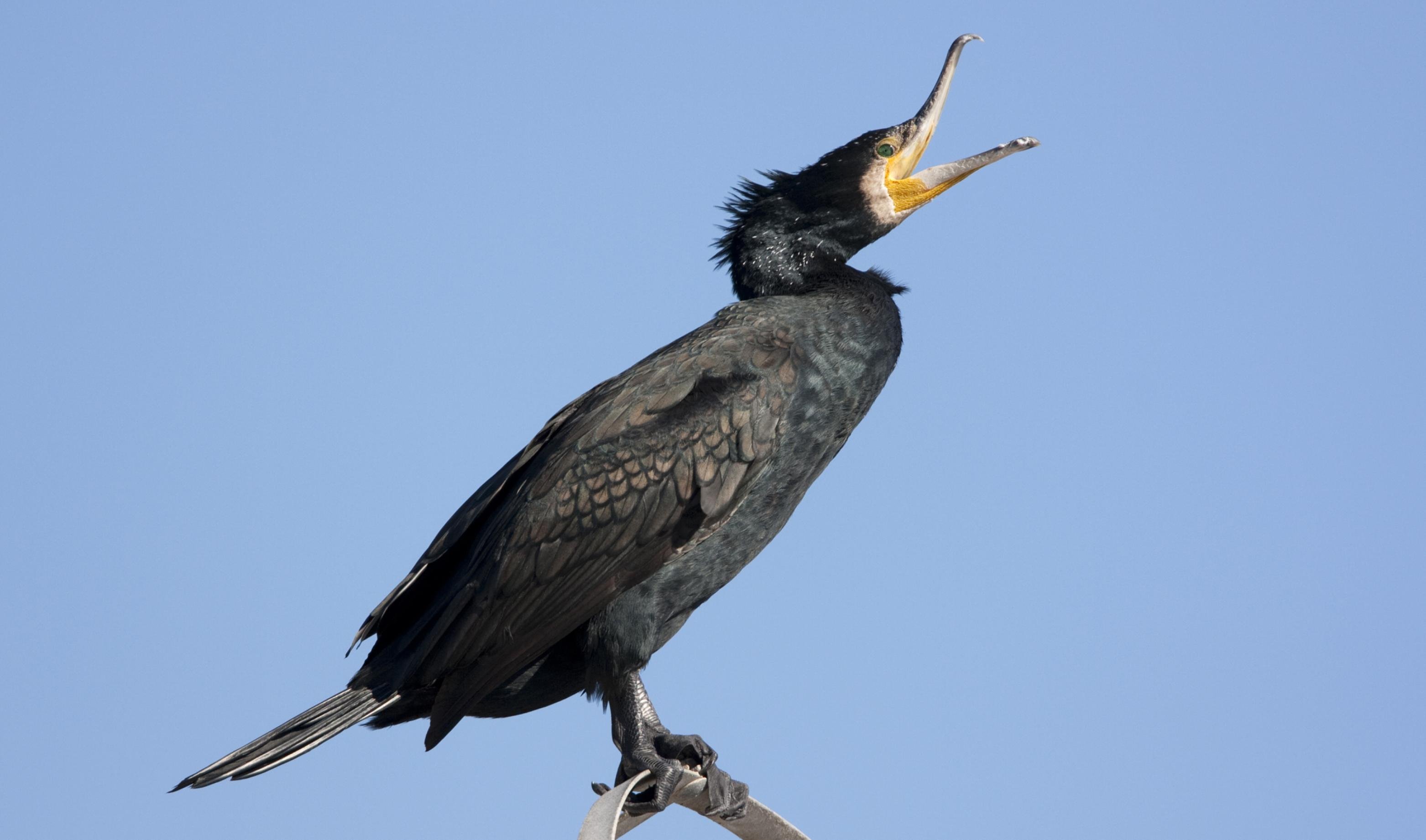 Ein Kormoran sitzt auf einem Ast und sperrt den gelben Schnabel weit auf