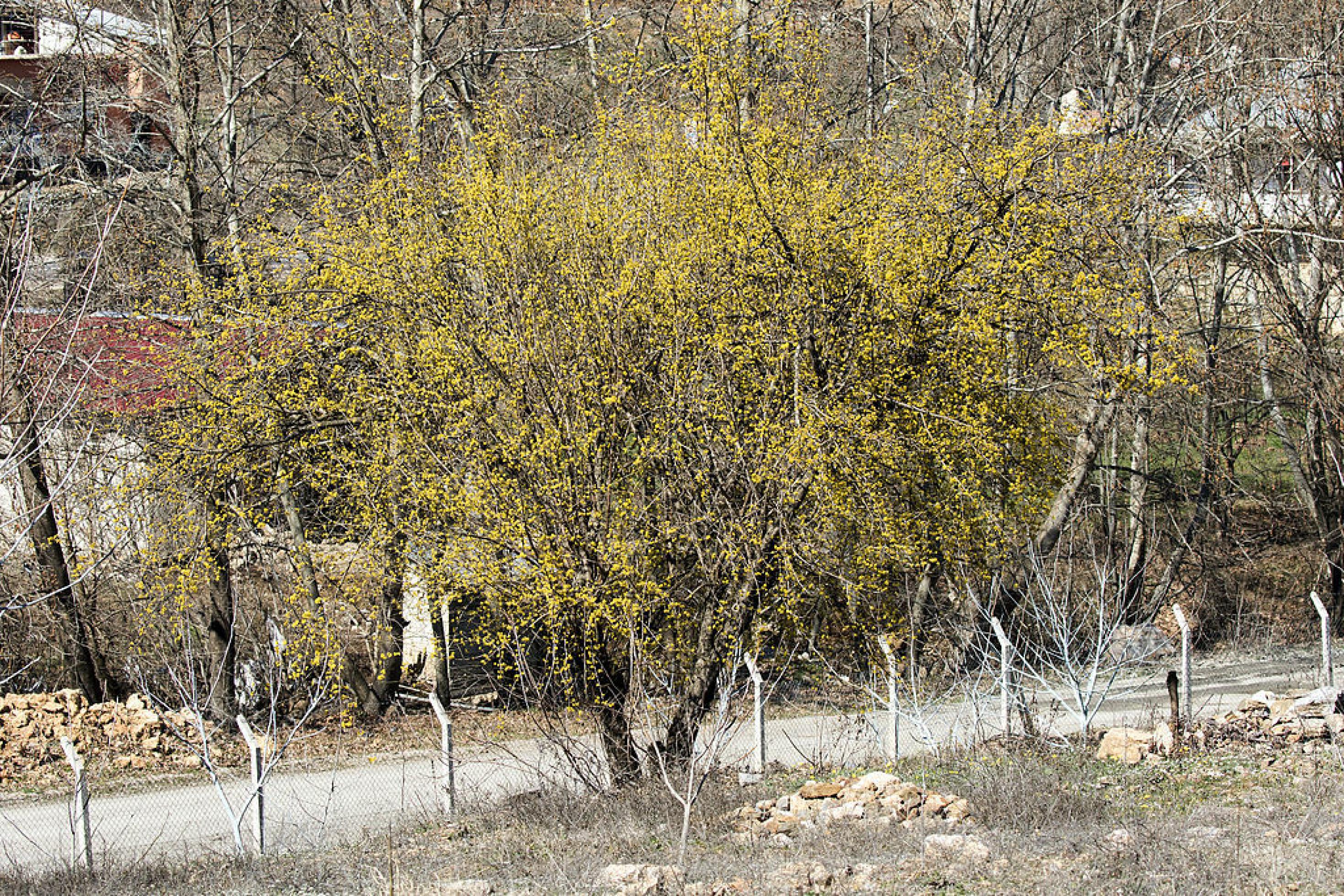 Eine Kornelkirsche in voller Blüte. Der Strauch, dessen zartgelbe Blüten sich im zeitigen Frühjahr öffnen, ist eine wertvolle Nahrungsquelle für Wildbienen und Käfer.