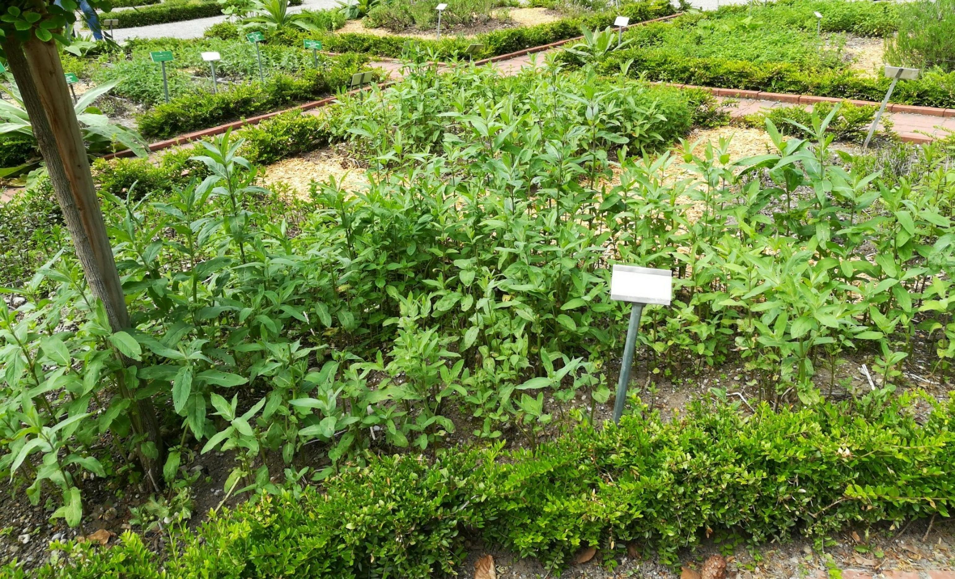 Der „Kräutergarten am Roten Tor“ in Augsburg ist ein Bürgergarten: Jeder darf sich in Maßen am Grün bedienen. Angepflanzt werden auch robuste Sorten, zum Beispiel verschiedene Arten von Minzen, die hier auf dem Bild zu sehen sind. (Juni 2021)