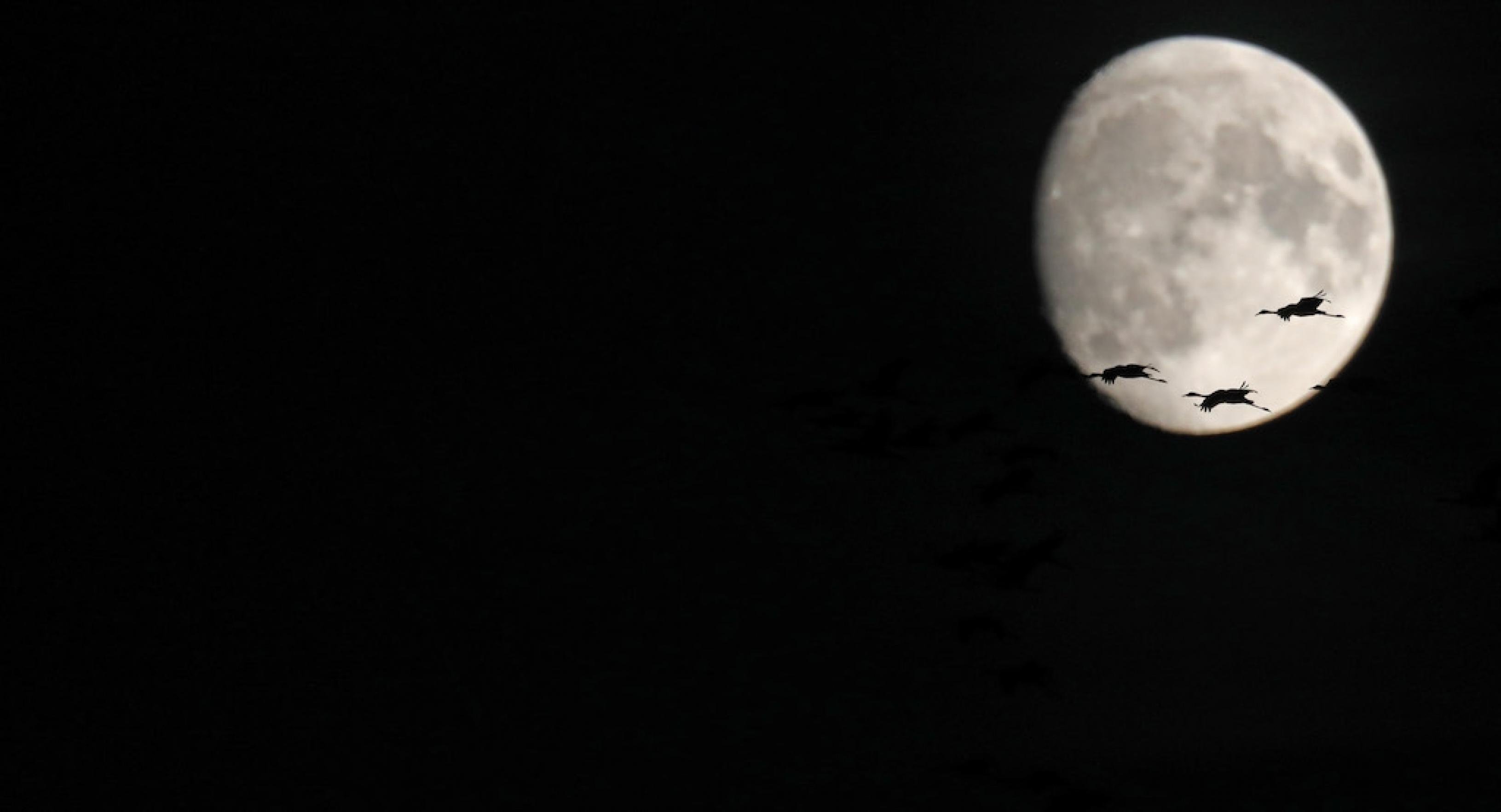 Kraniche ziehen bei Nacht und bei Tag – wenn sich ihr Ruf mit dem Anblick des Vollmonds verbindet, kommt eine ganz besondere Stimmung auf.