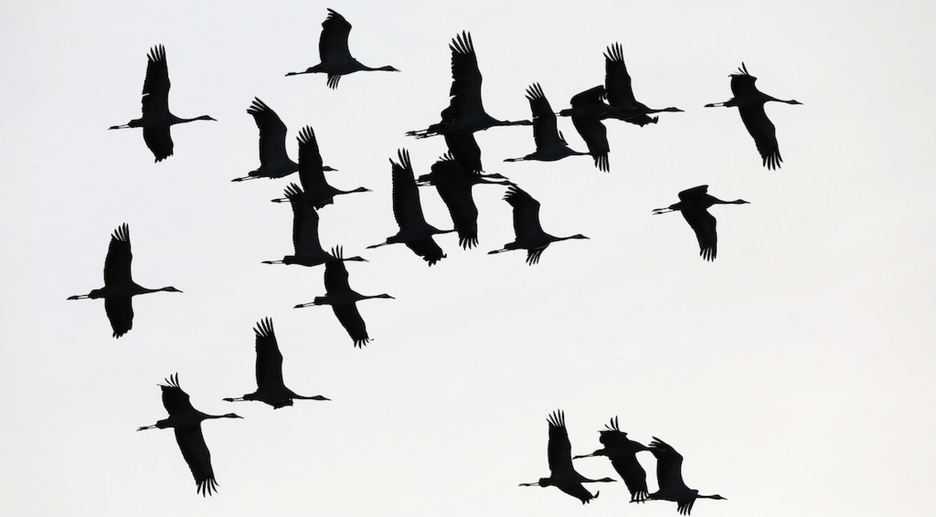 In vielen Ländern werden Kraniche als Symbole des Glücks verehrt.