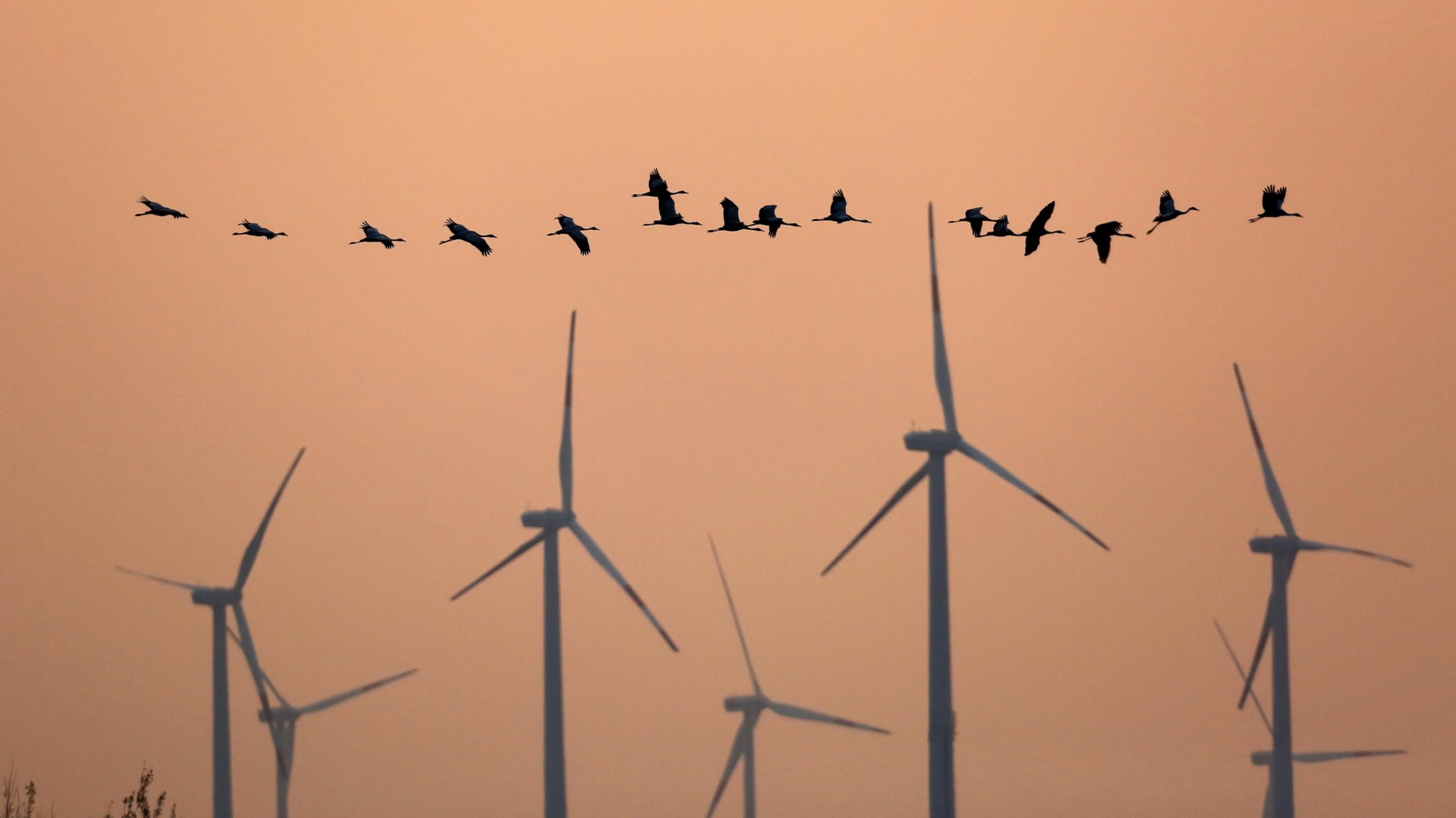 Rund ein Dutzend Kraniche fliegt vor einem Windpark vorbei; im Hintergrund die Abendsonne