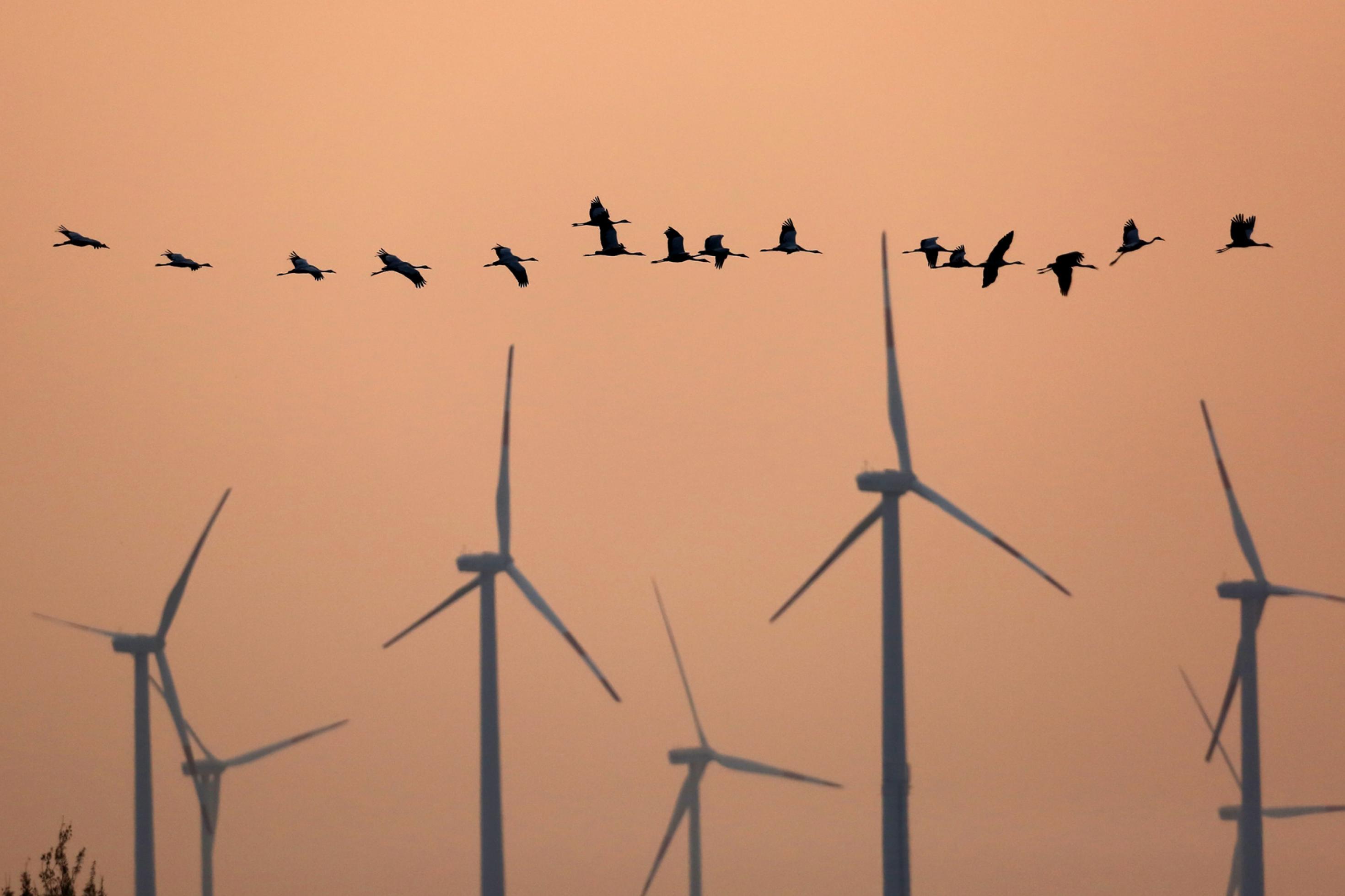Rund ein Dutzend Kraniche fliegt vor einem Windpark vorbei; im Hintergrund die Abendsonne