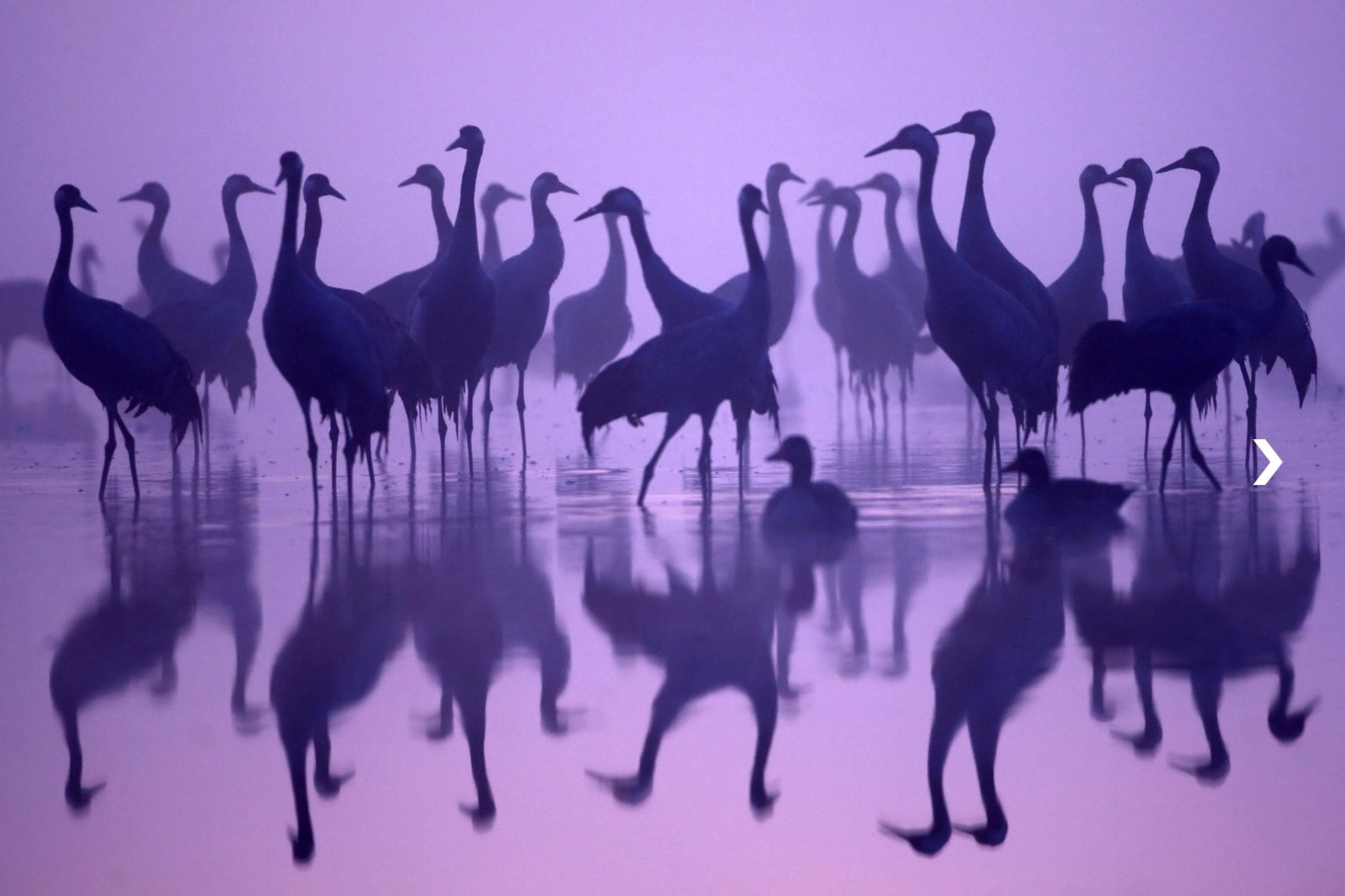 eine Gruppe von Vögeln, die im Wasser stehen [AI]