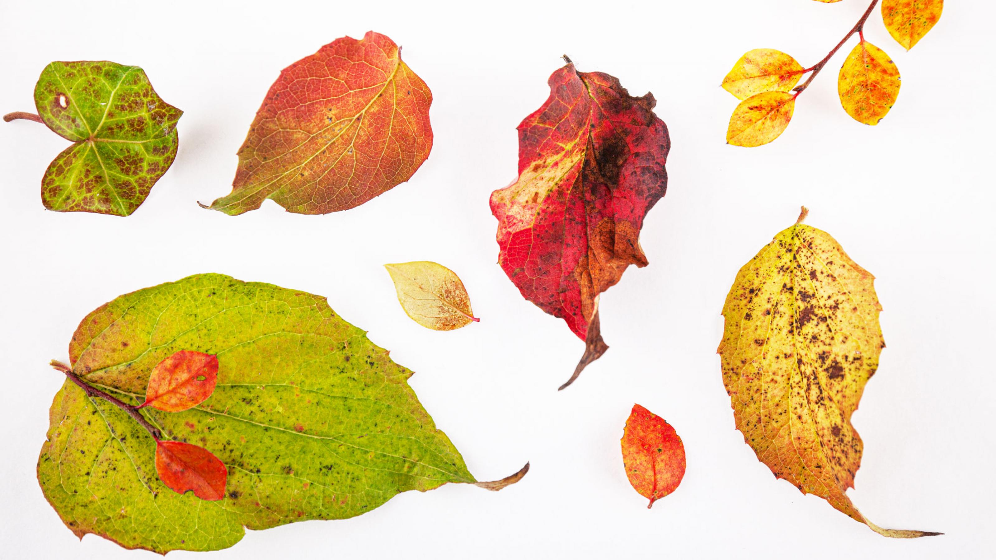 Stilleben mit Blättern in den Farben des Herbstes
