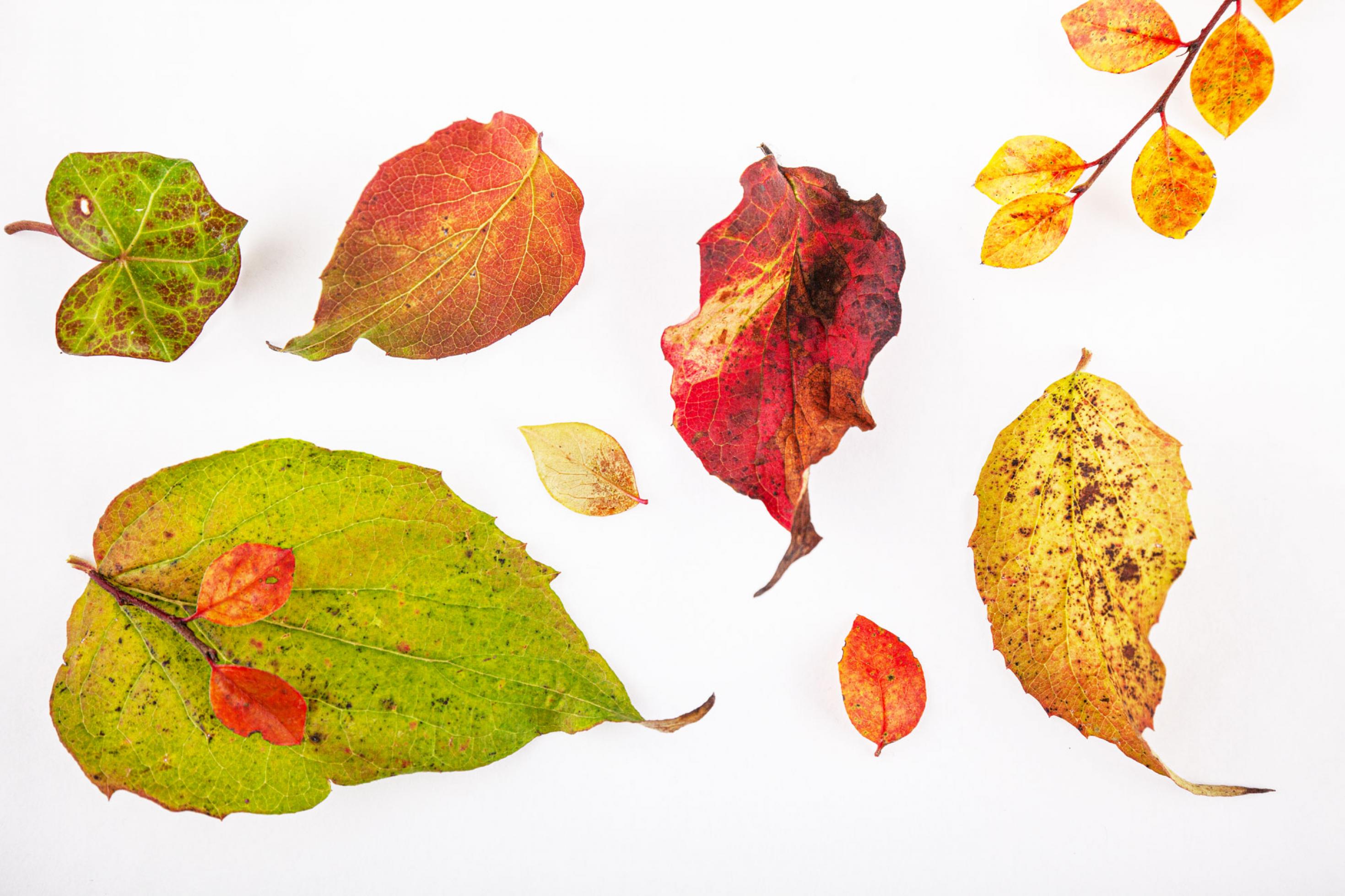 Stilleben mit Blättern in den Farben des Herbstes