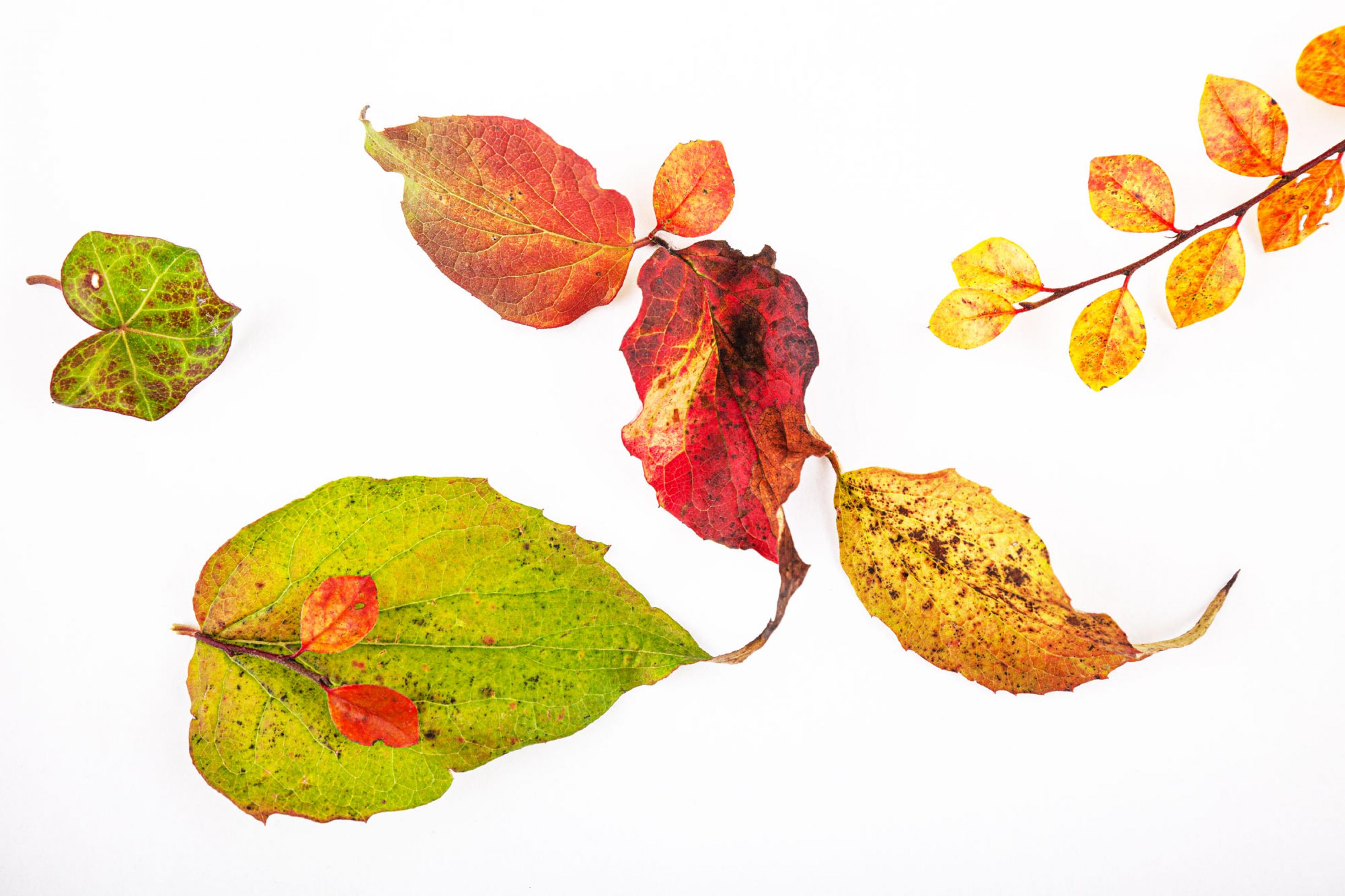 Blätter in den bunten Farben des Herbstes schön drapiert
