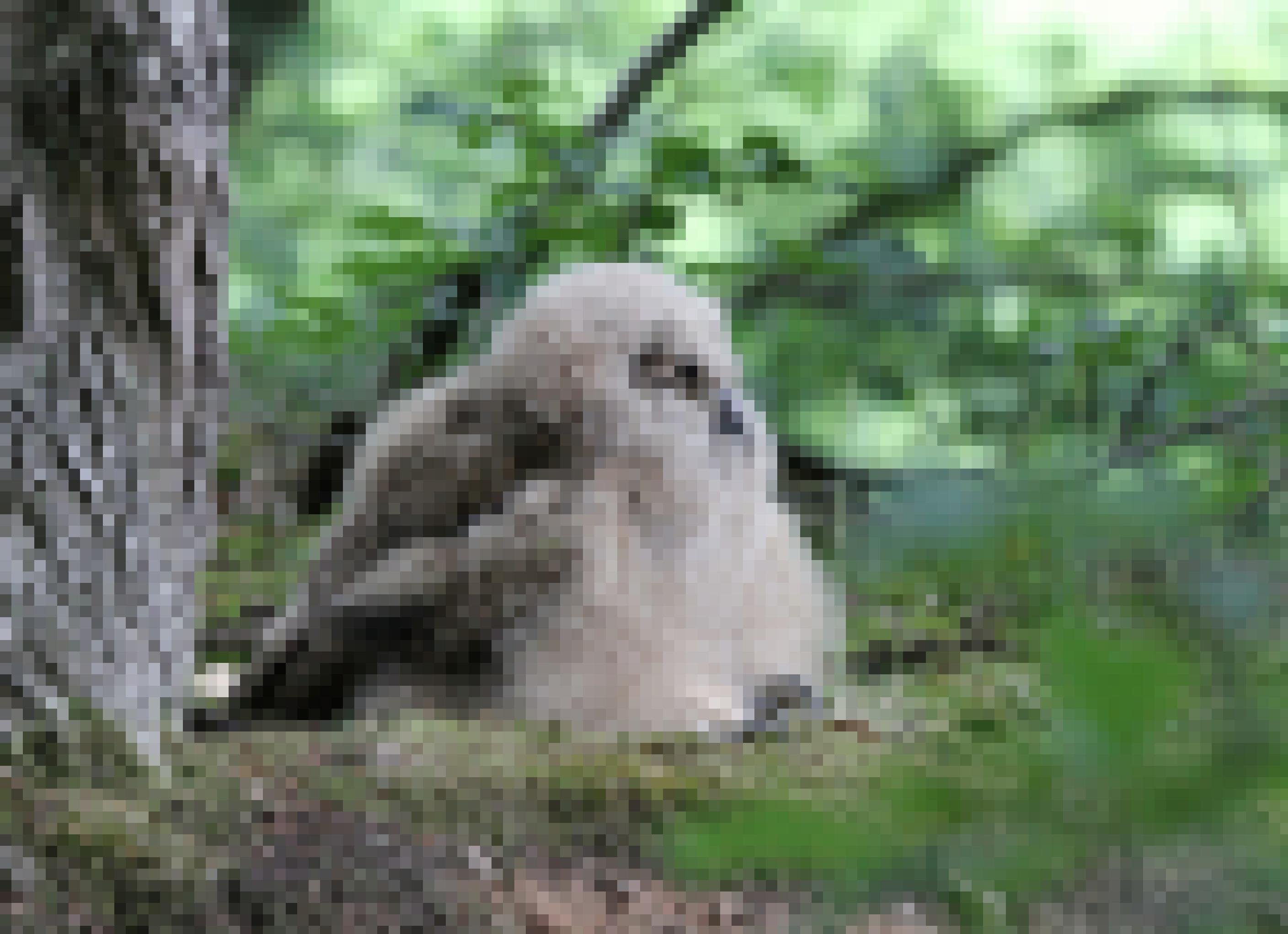 Ein mehrere Wochen altes Uhuküken döst am Fuß eines Baums. Uhus errichten ihre Horste auch an versteckten Stellen auf dem Waldboden