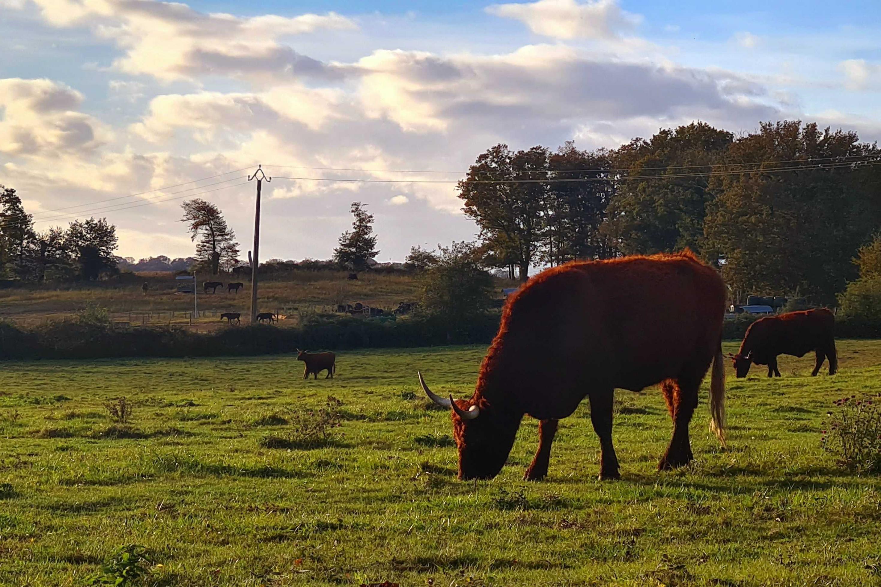 Auf einer grünen Wiese weiden dunkelbraune, pelzige Kühe. Sie tragen ihre Hörner. Im Hintergrund sieht man einzelne Bäume, einen schönen blauen Himmel und vereinzelte Wolken.