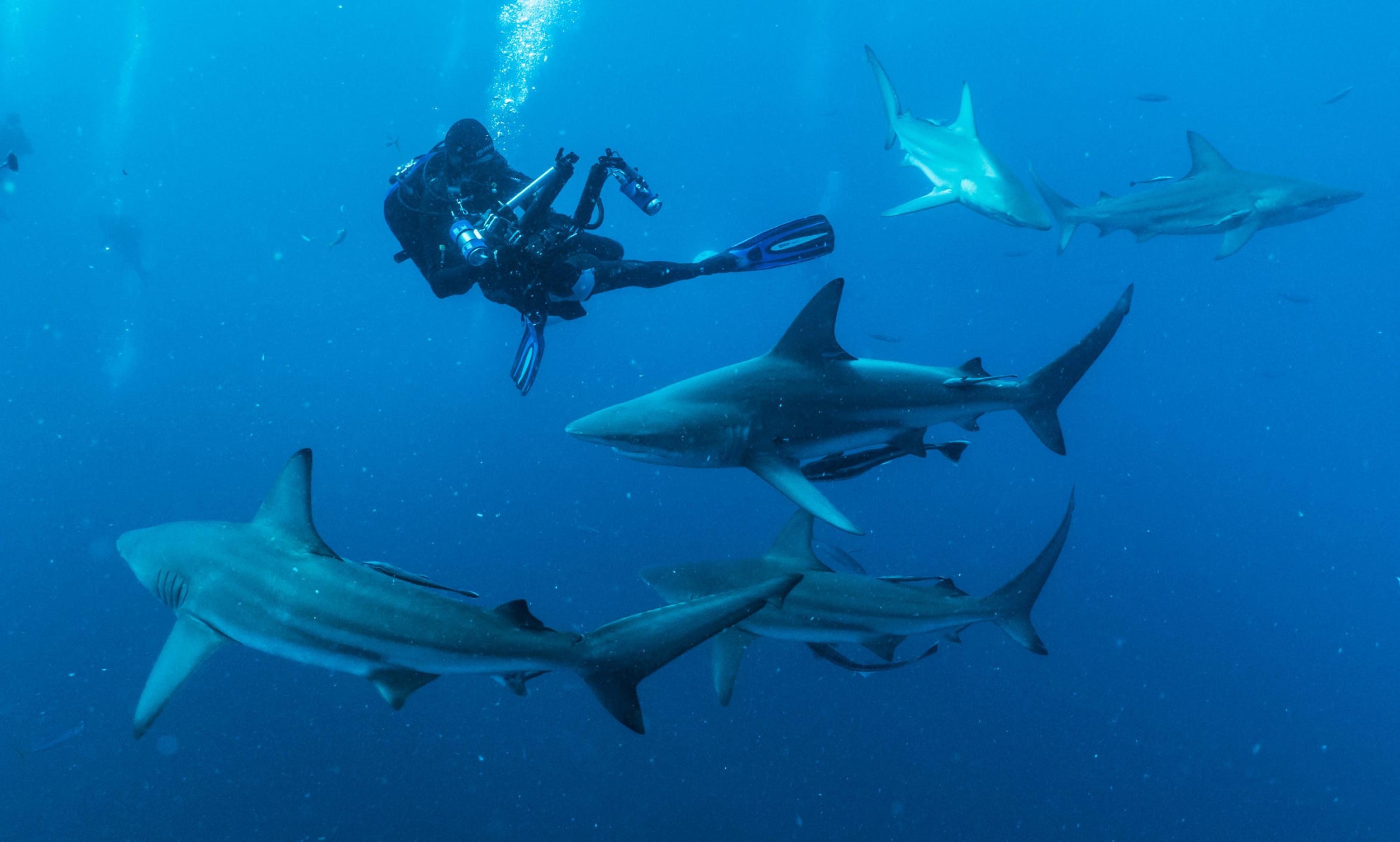 Taucher taucht mit mehreren Haien, die um ihn herumschwirren