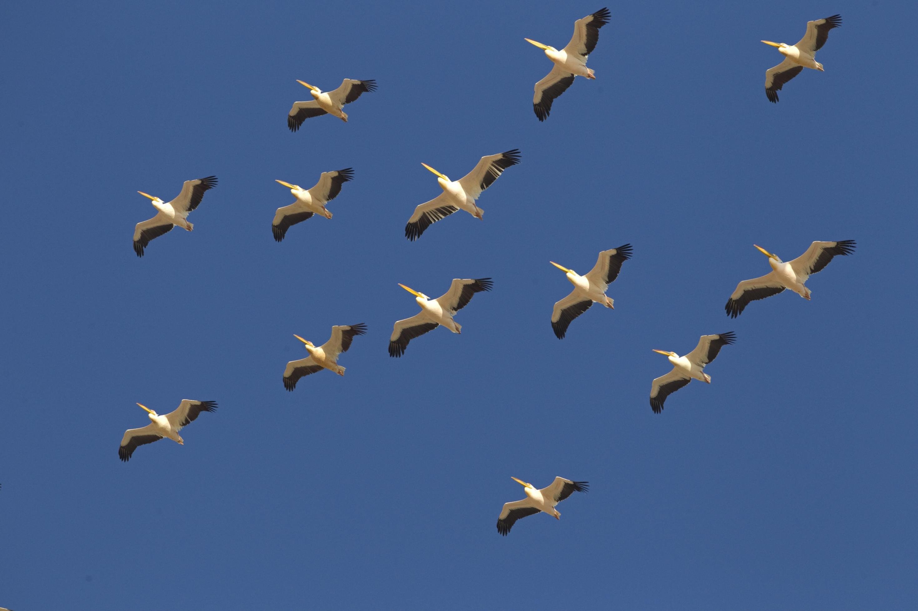 Rosapelikane sind die schwersten flugfähigen Vögel Europas. Alle in Europa brütenden Pelikane ziehen über den israelischen Luftraum und stellen eine besondere Gefahr für den menschlichen Luftverkehr dar.