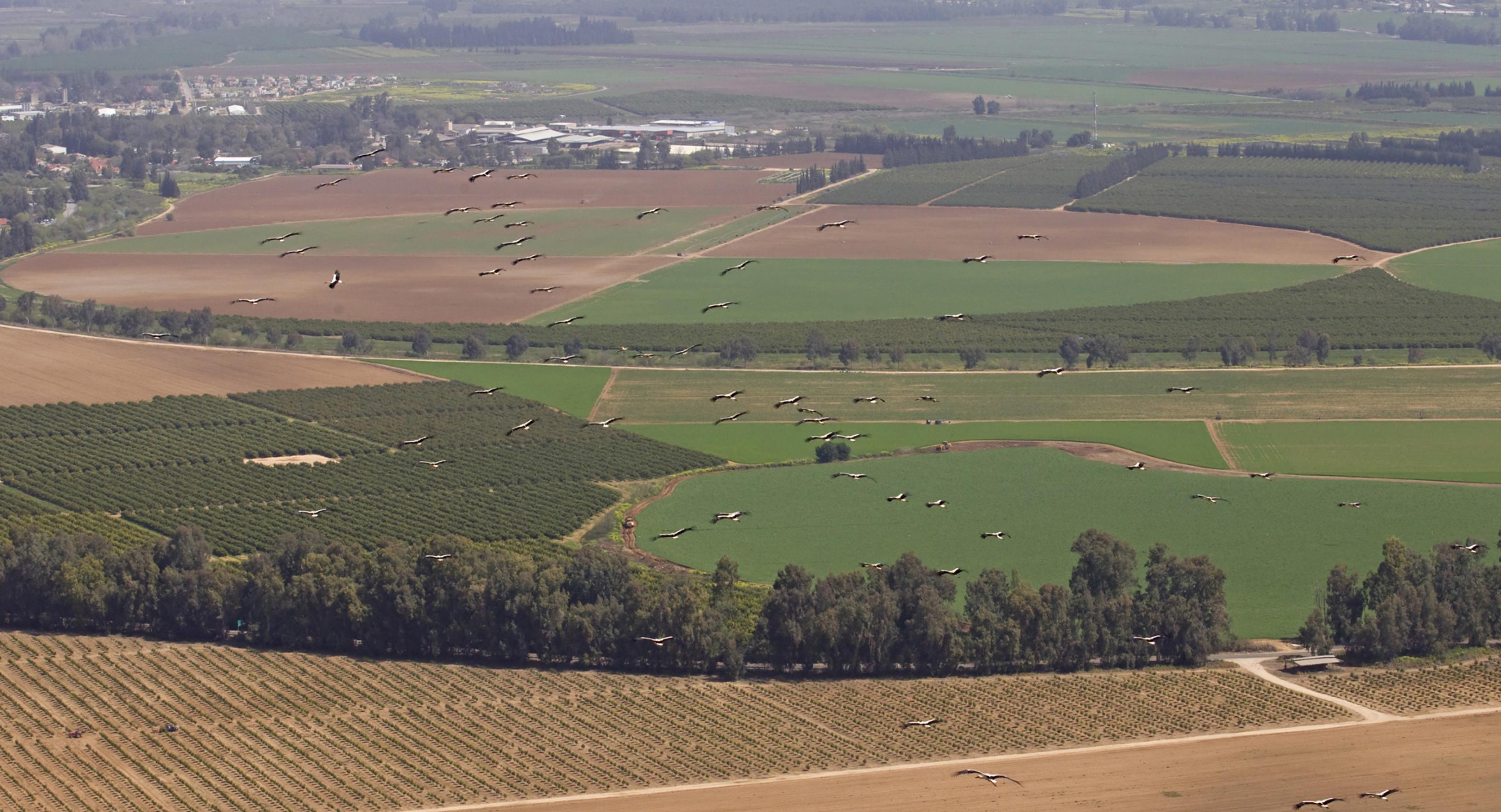 Ein veritables Geschwader: Kollisionen zwischen Vögeln und Flugzeugen können für alle Beteiligten tödlich enden.