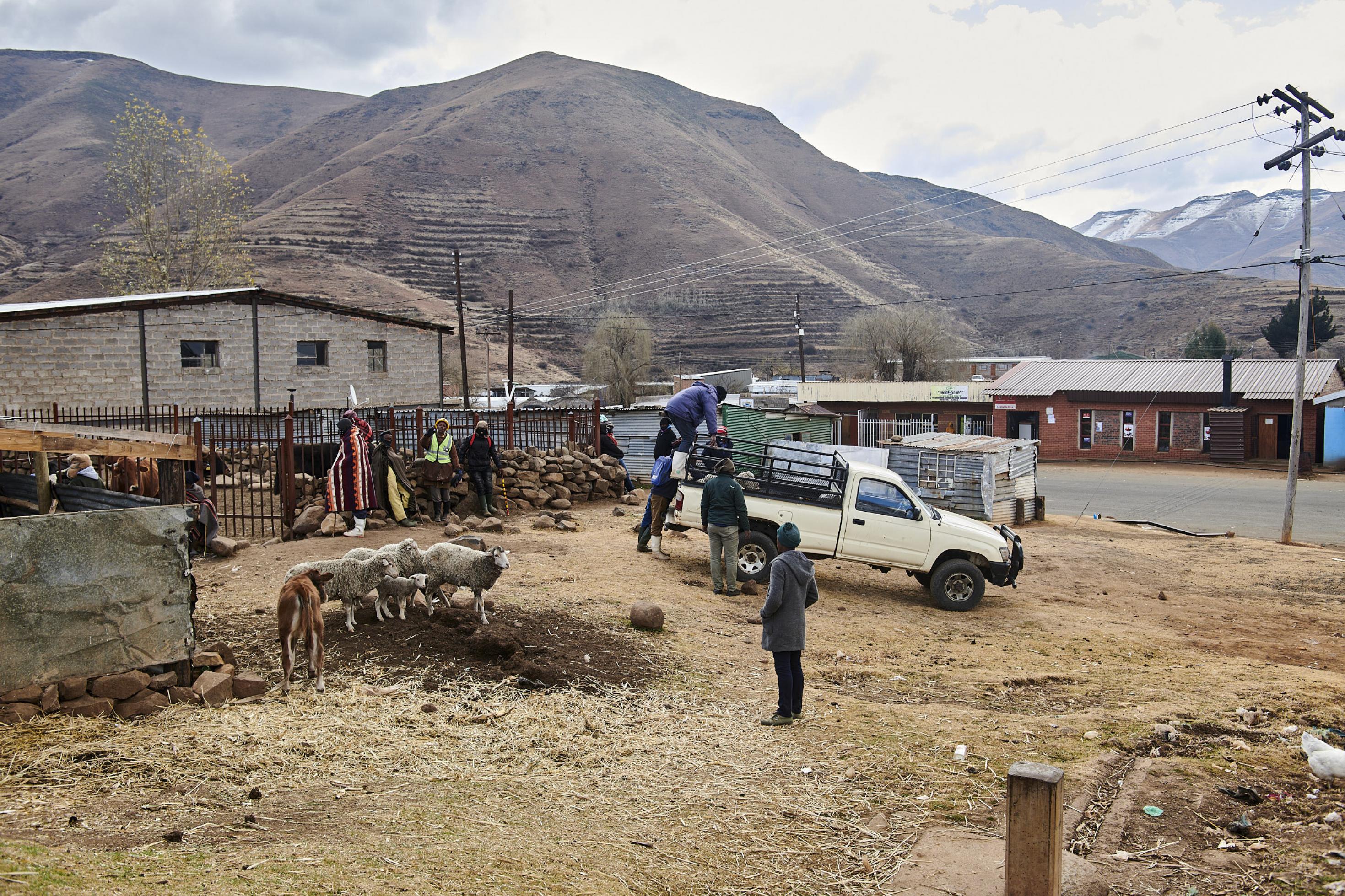 Auf dem Dorfplatz verladen Männer Schafe auf einen Pick-up, andere Kleinbauern lehnen am Zaun zum Viehpferch