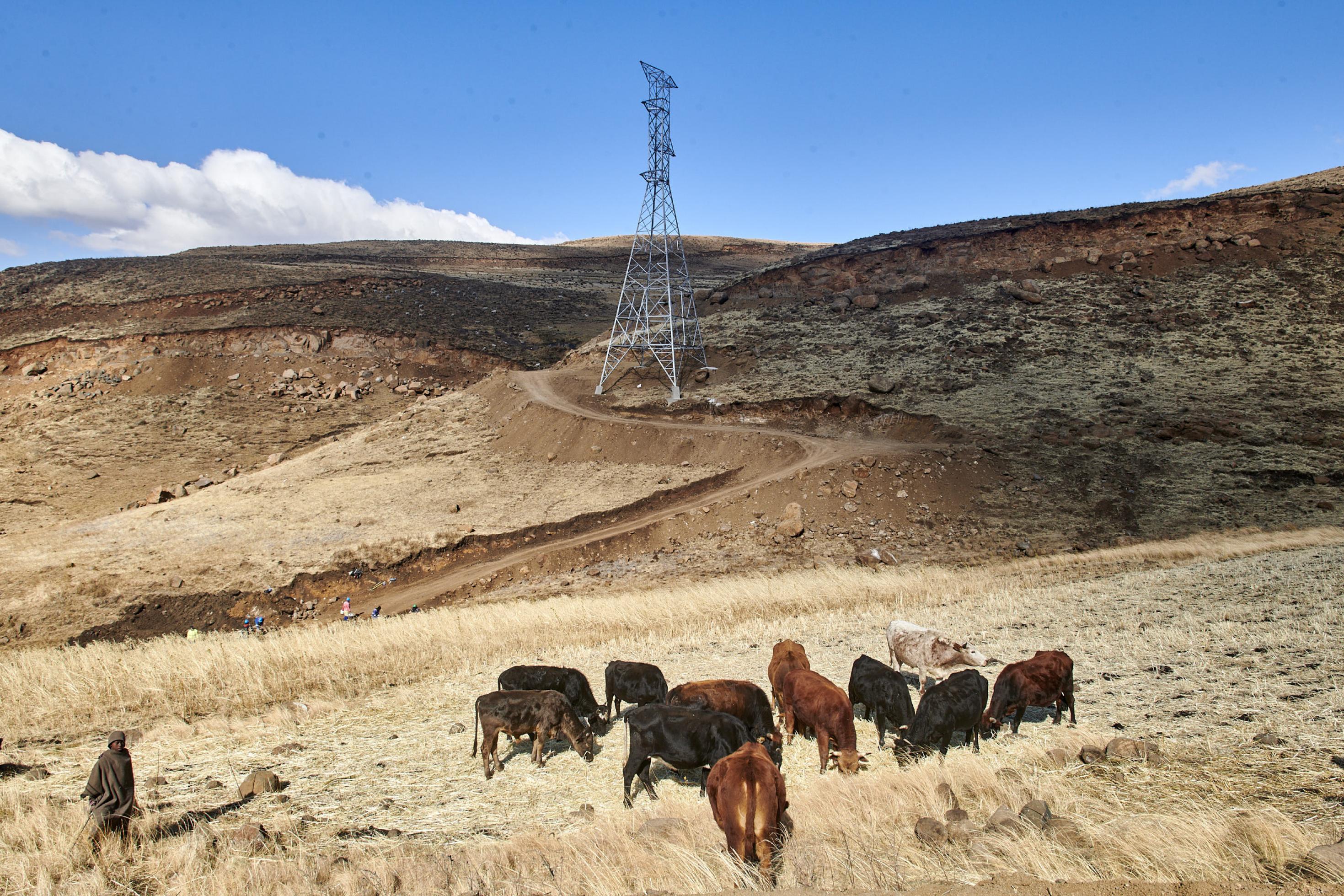Ein Hirte lässt seine Kühe grasen, dahinter ragt ein Strommast in den blauen Himmel