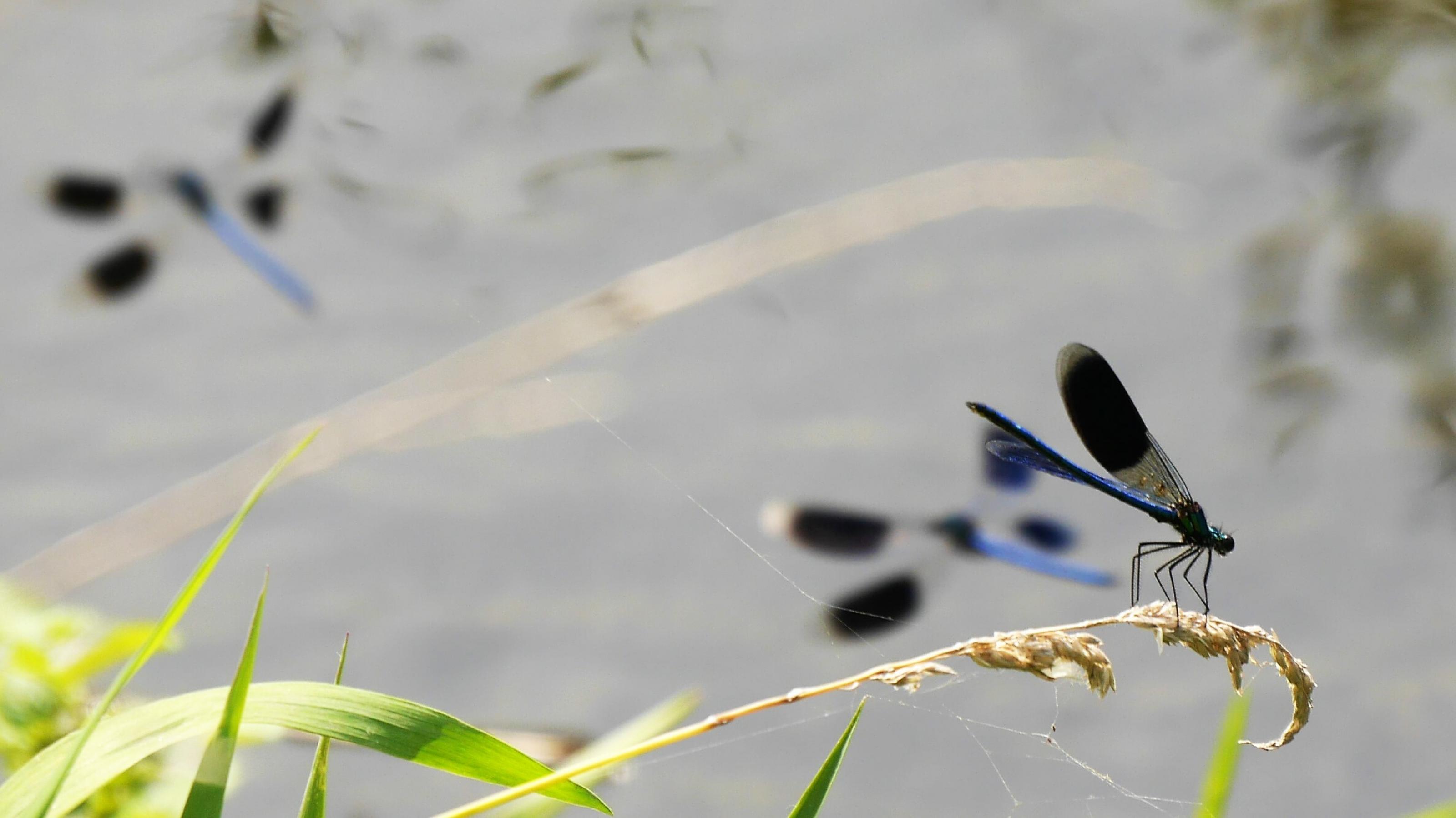 Blau schimmernde Libelle sitzt auf einem Grashalm über einem Bach.