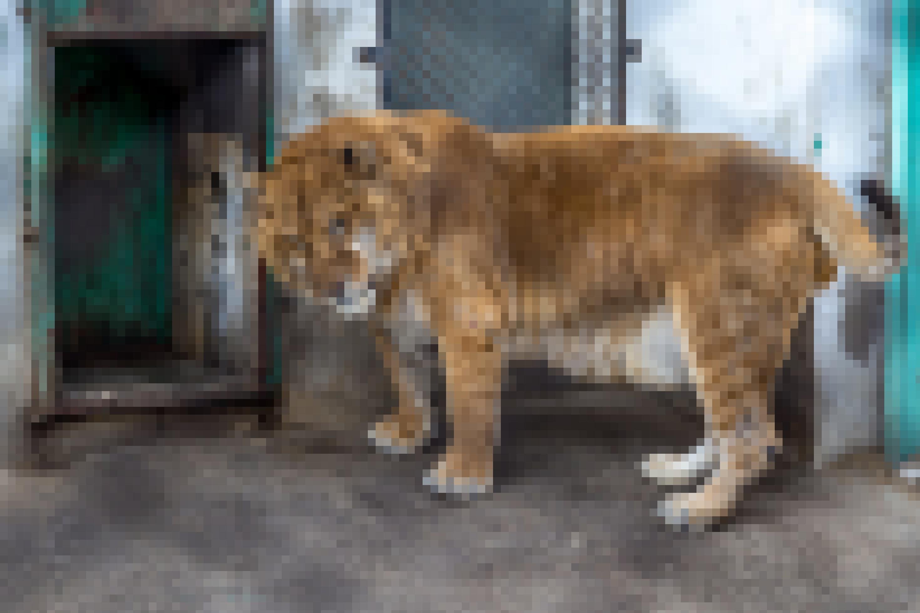Der Liger sieht auf den ersten Blick aus wie ein leicht gestreifter Löwe, ist aber unförmiger und sogar etwas größer als normale Löwen.