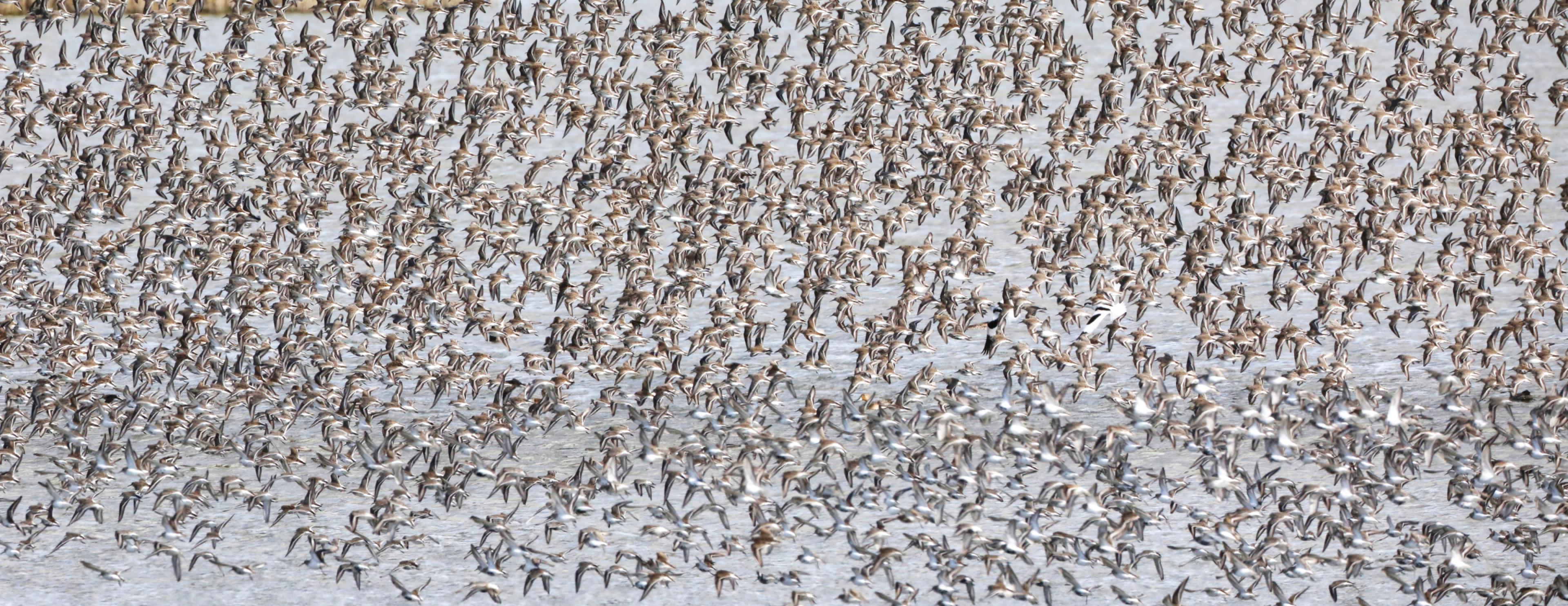 Eine Gruppe Strandläufer