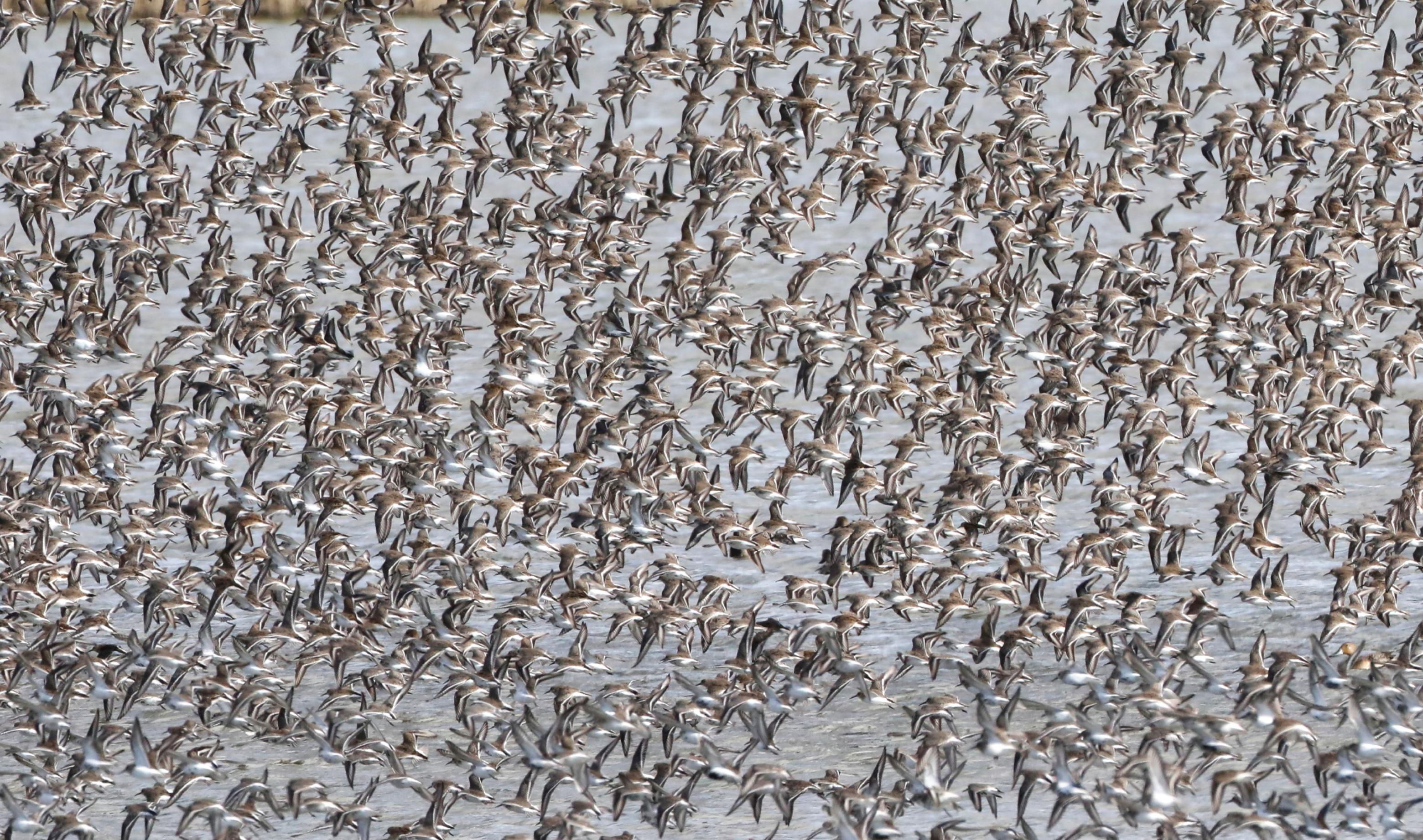 Eine Gruppe Alpenstrandläufer