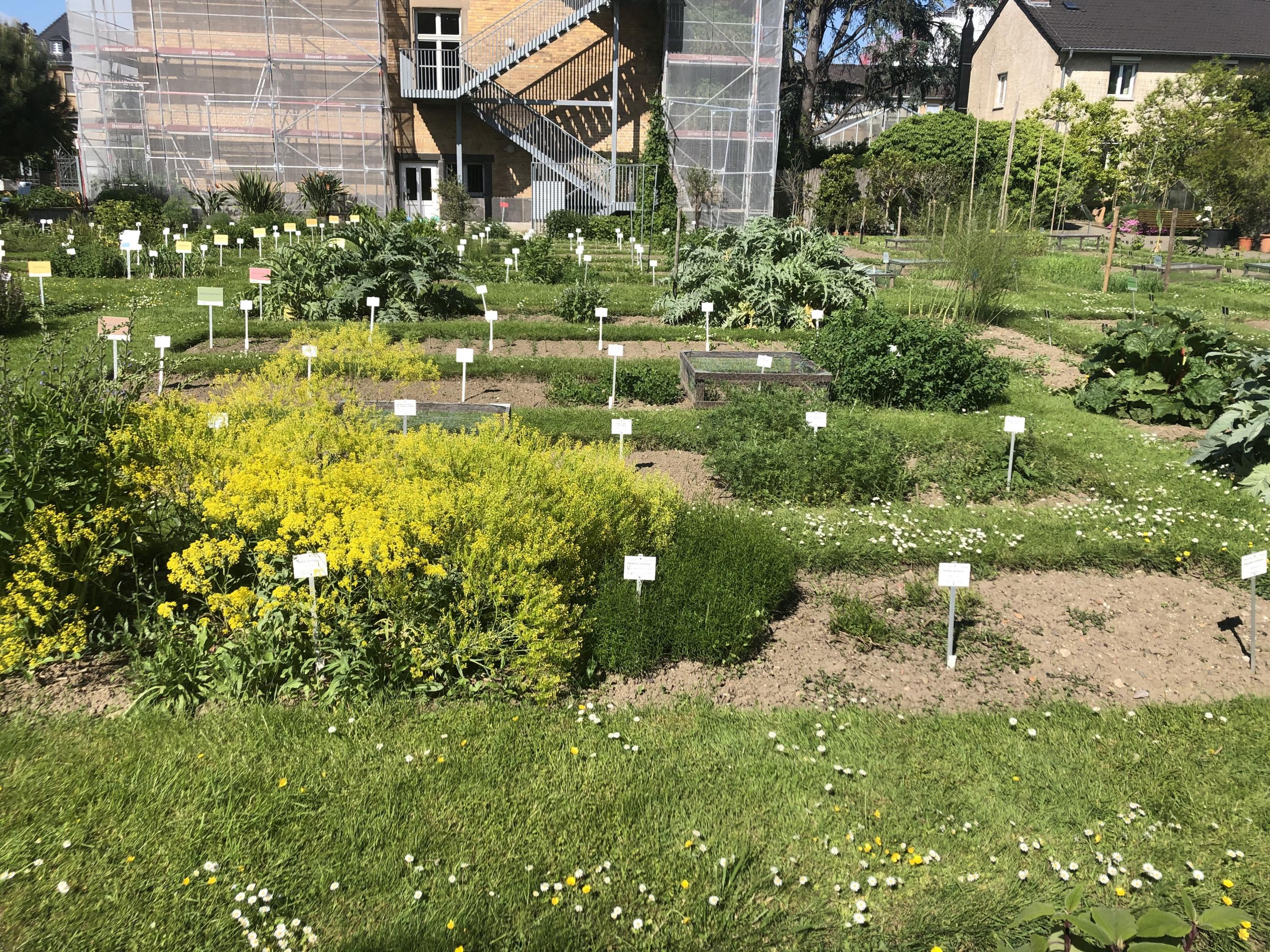 Der Nutzpflanzengarten der Universität Bonn und des Botanischen Gartens Bonn hegt rund 2.000 Sorten. Im Bild der 1861 eingerichtete „Nutzpflanzengarten Teil 1“: Auf einer Wiese sind quadratisch ausgestanzte Beete, eine Sorte erhält etwa jeweils einen Quadratmeter. (Mai 2021)