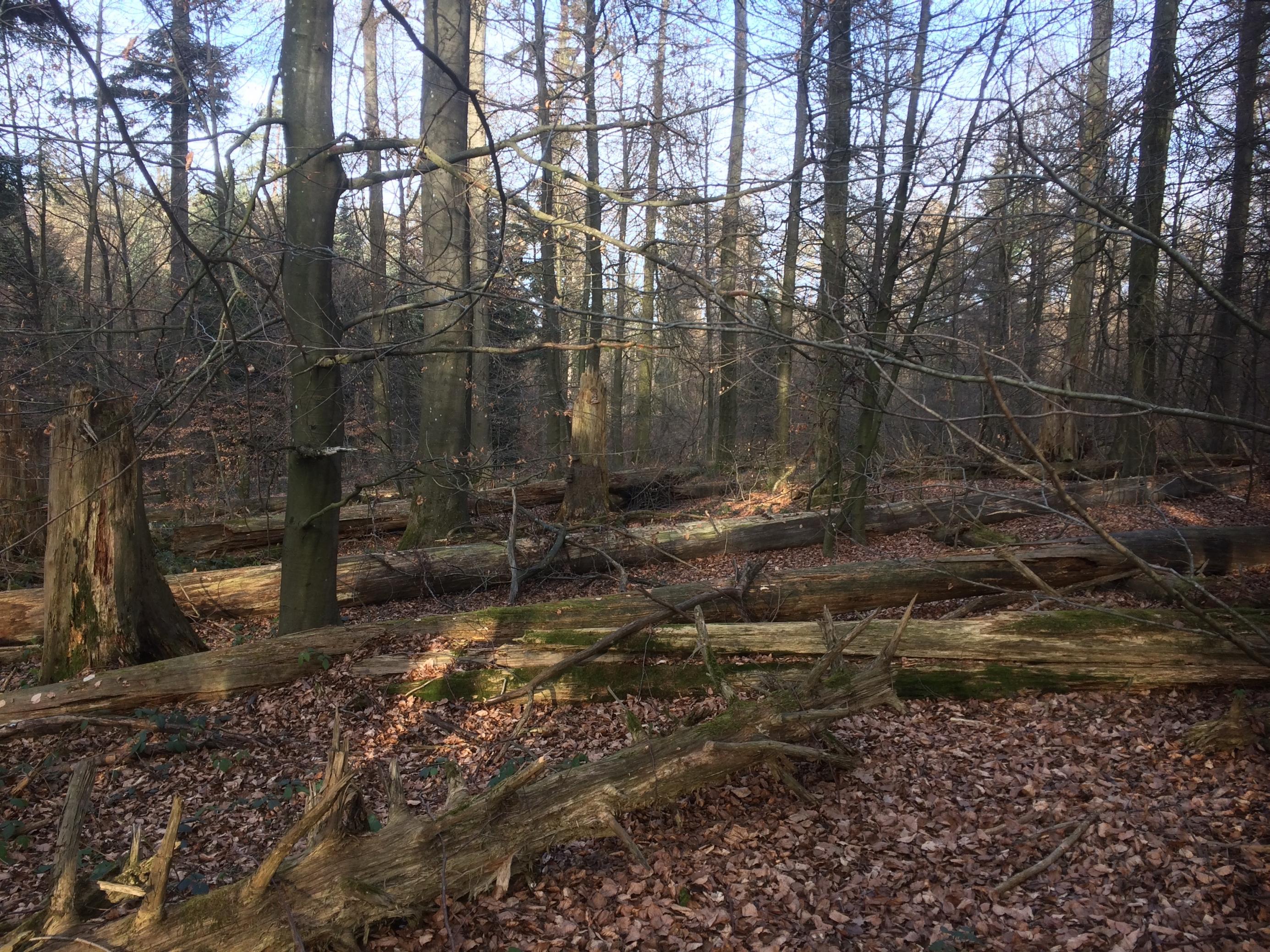 ein Wald mit umgestürzten Bäumen [AI]