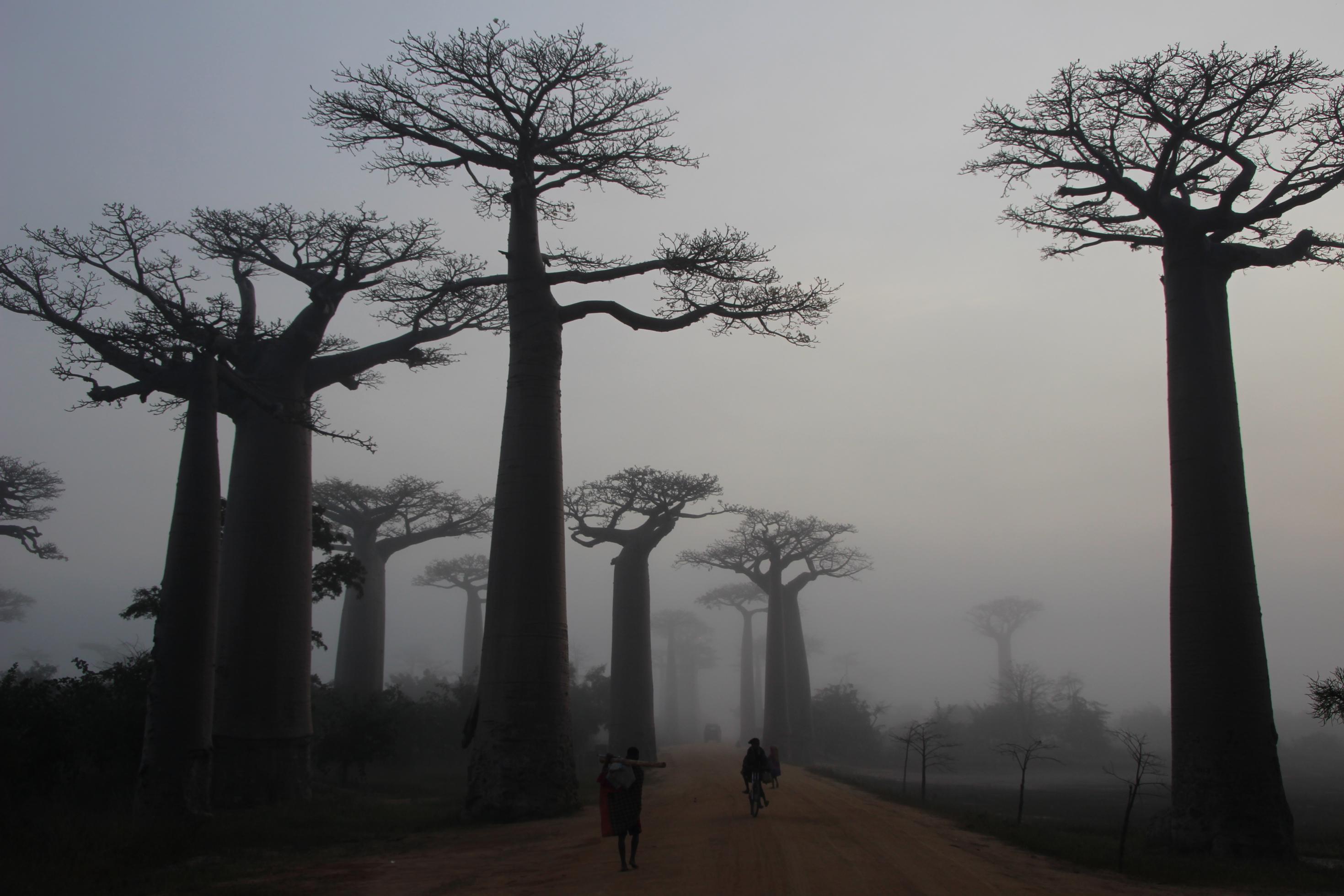 eine Gruppe von Menschen, die auf einem Feldweg mit Bäumen im Hintergrund entlanggehen, mit der Allee der Baobabs im Hintergrund [AI]