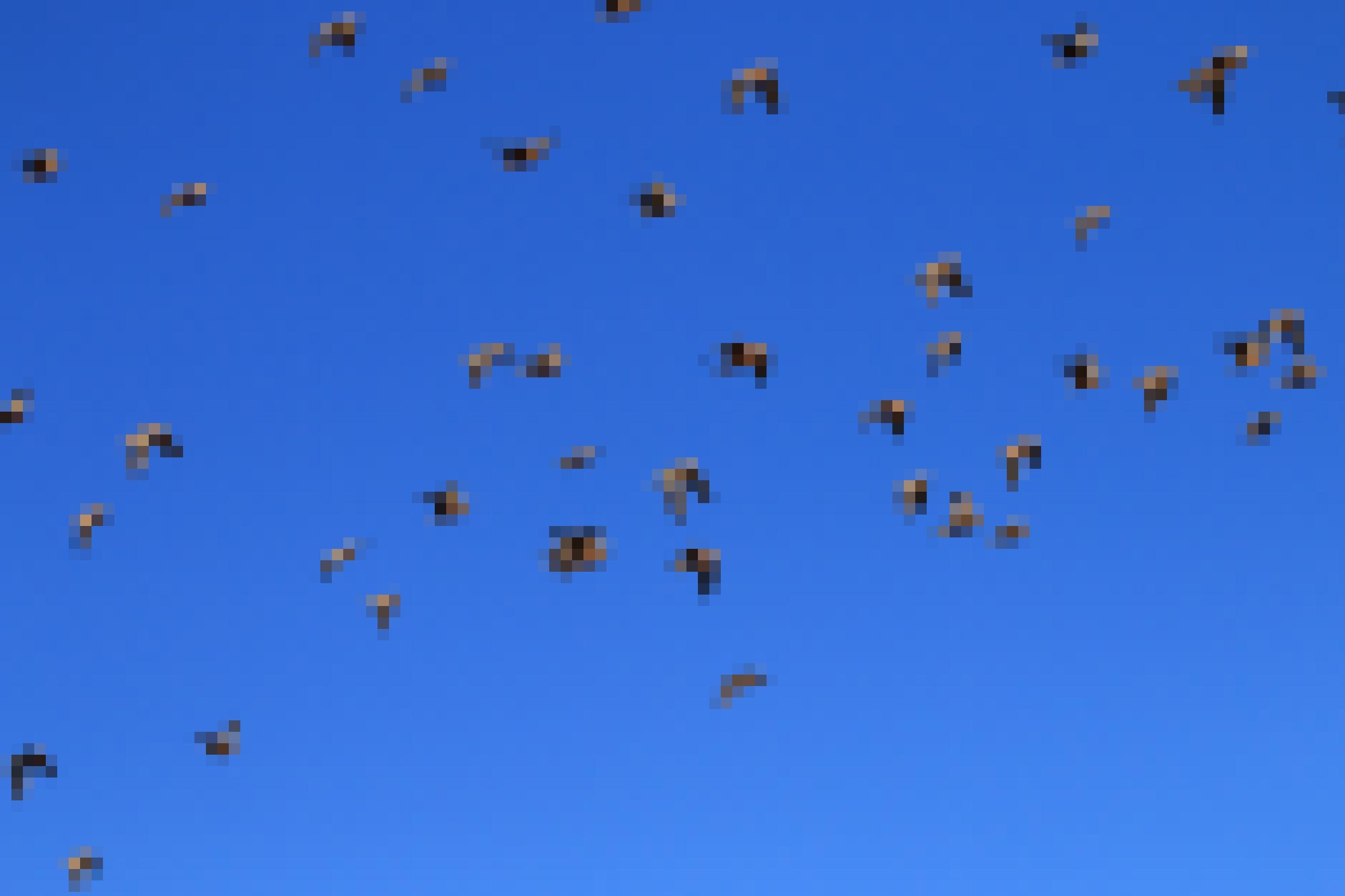 Ein Schwarm Fleckflughühner im südlichen Afrika vor blauem Himmel.