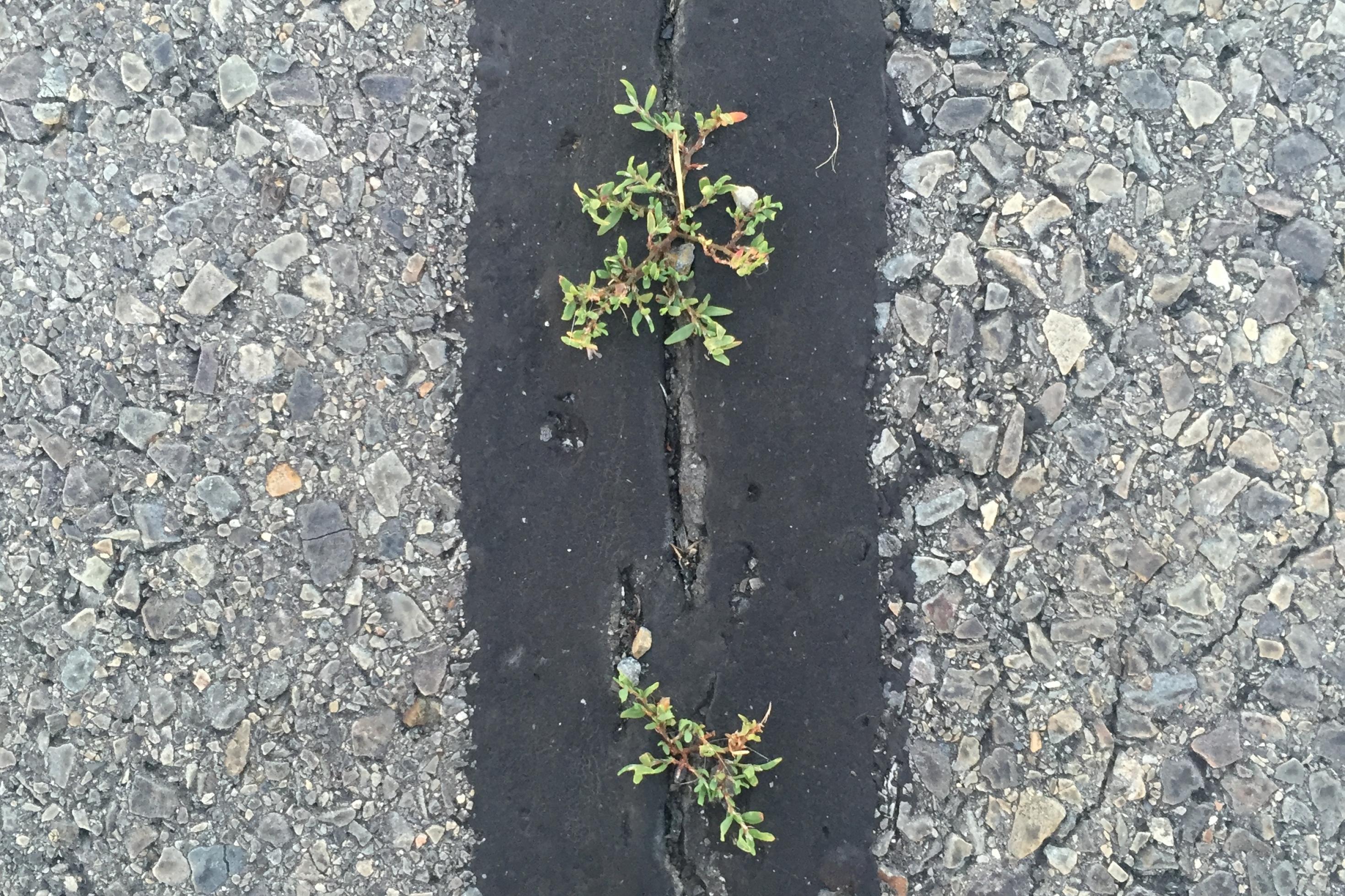 eine Pflanze, die durch einen Riss im Straßenbelag wächst [AI]