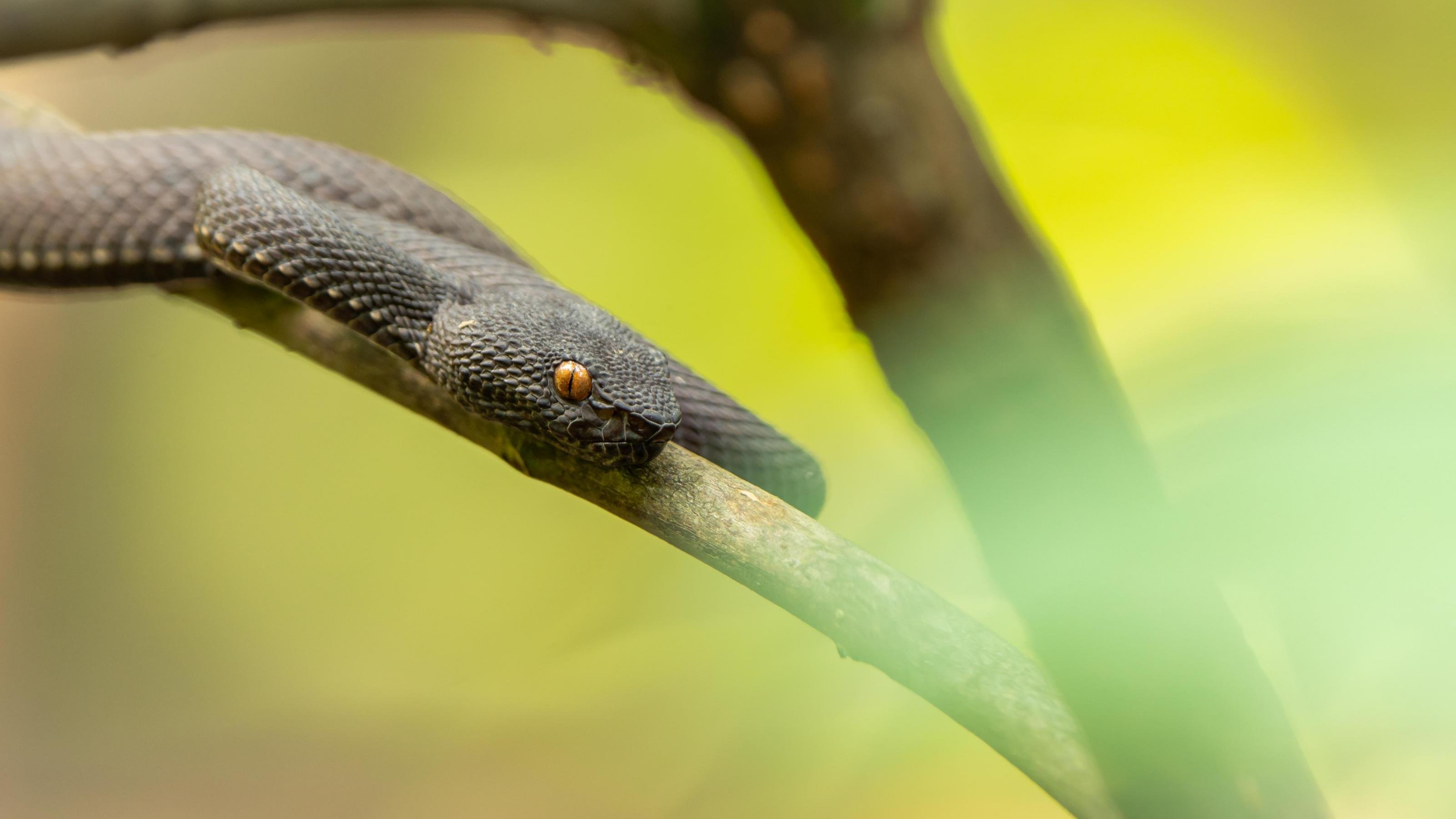 Eine schwarze Mangroven-Grubenotter mit rötlichen Augen auf einem Ast.