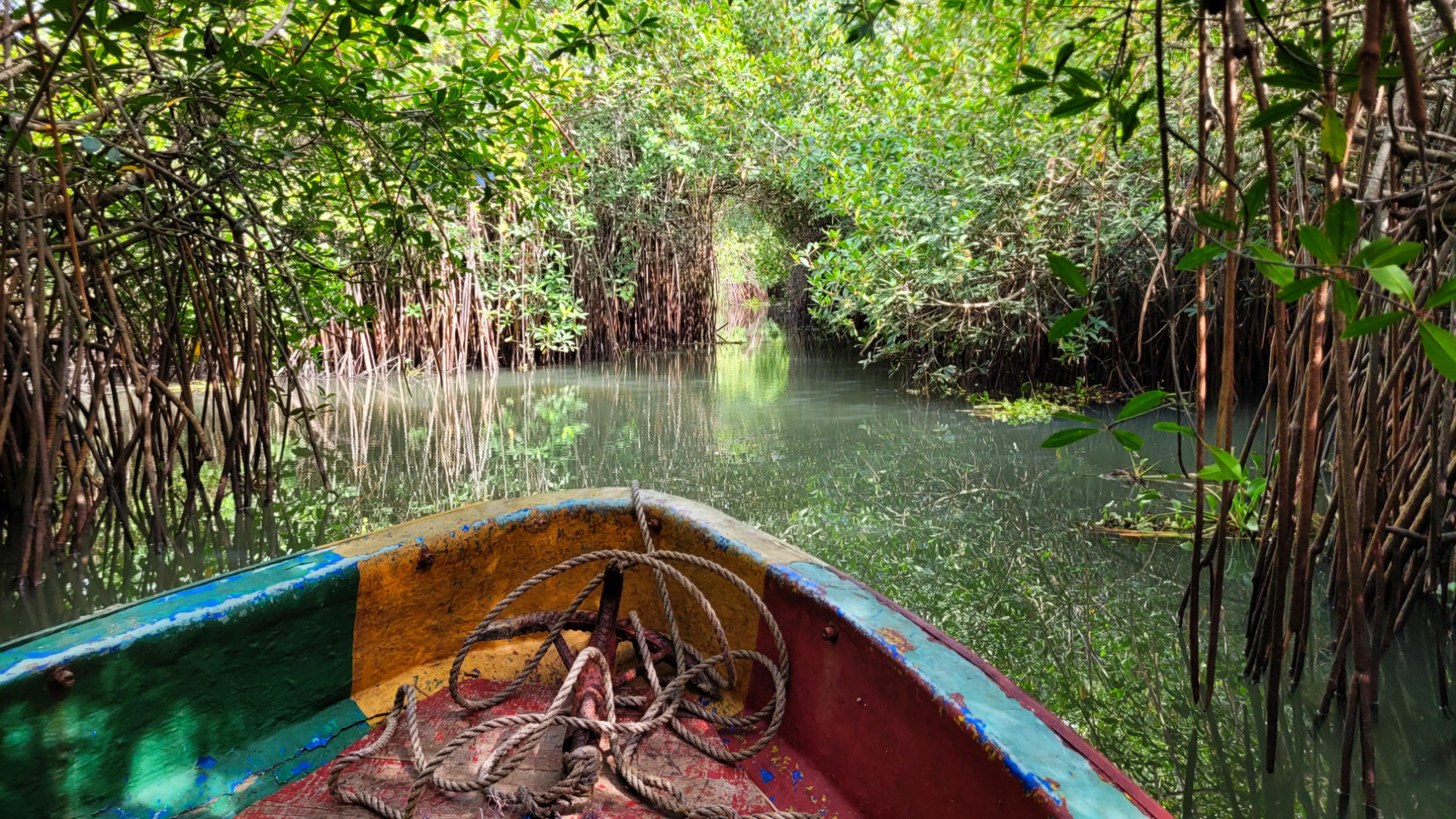 Eine Bootsspitze und Mangrovensümpfe