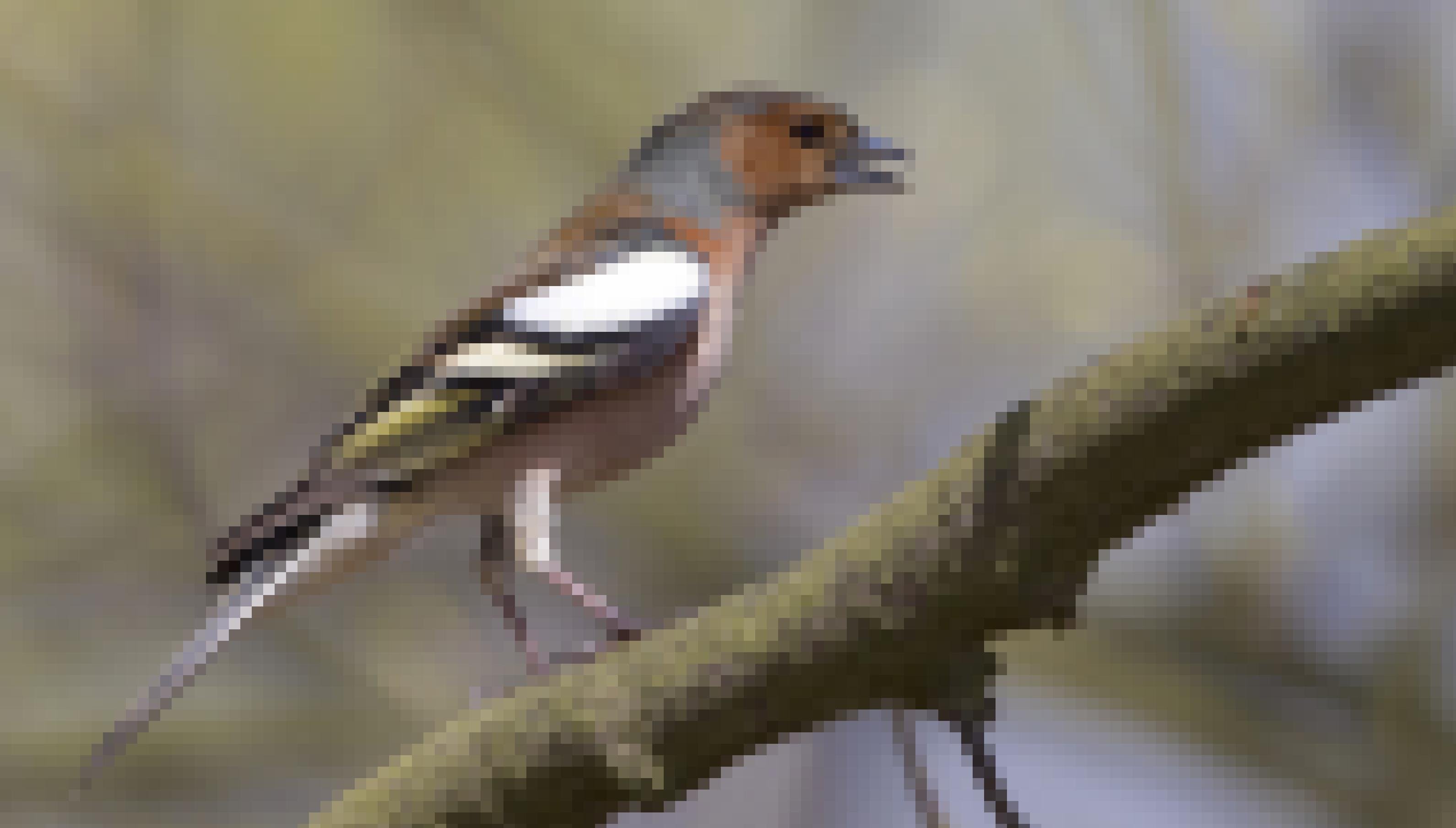 Ein Buchfinken-Männchen: Die häufigen Arten werden häufiger, die seltenen rarer.