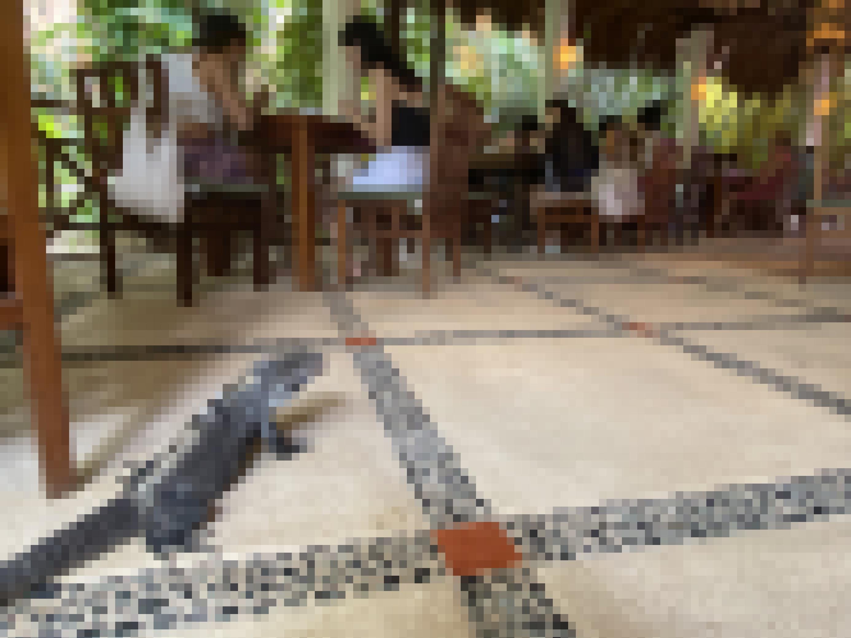 Ein Leguan umgeben von Tischen und frühstückenden Touristen.