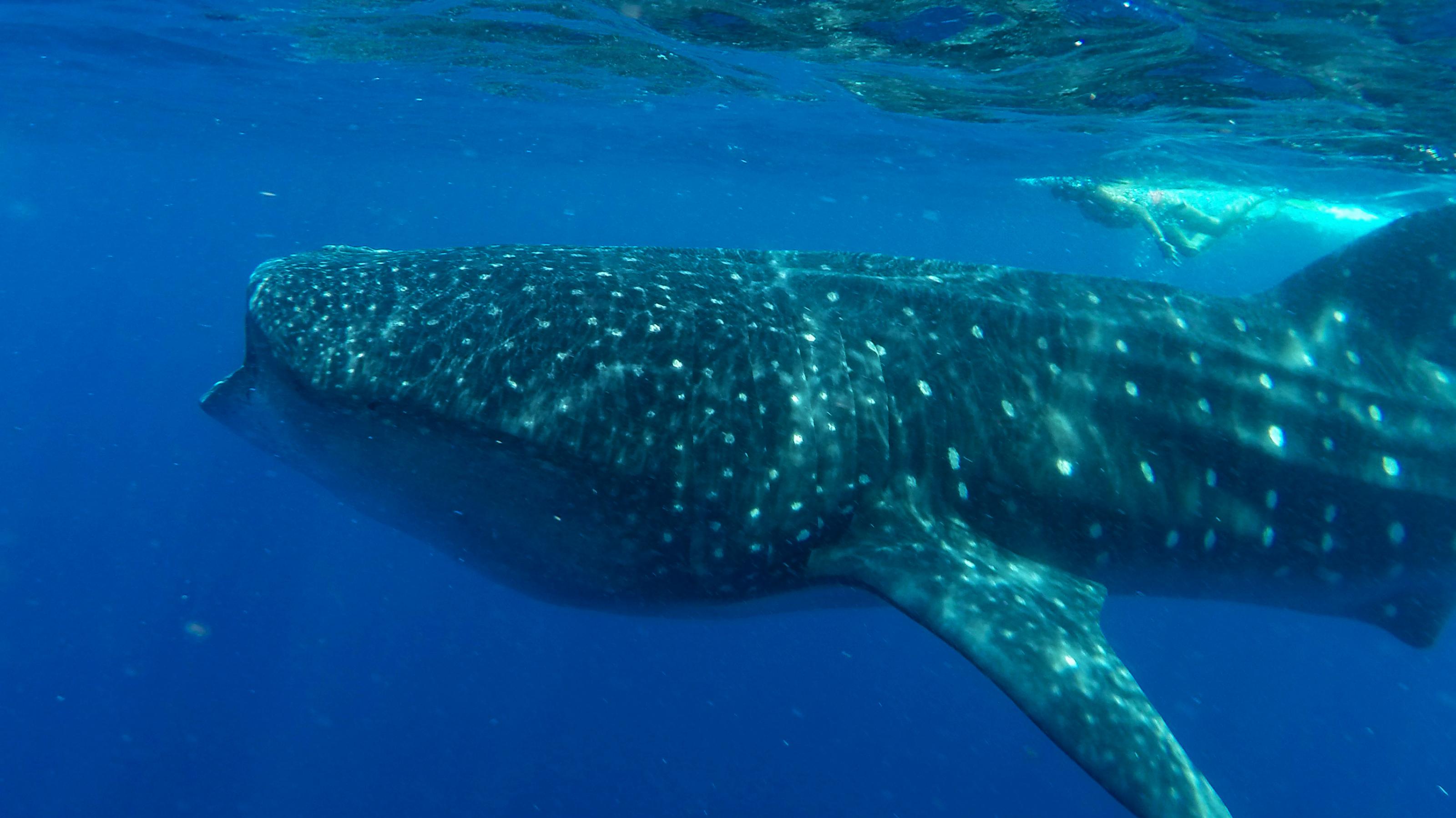 Ein gepunkteter Walhai im knallblauen Wasser der Karibik