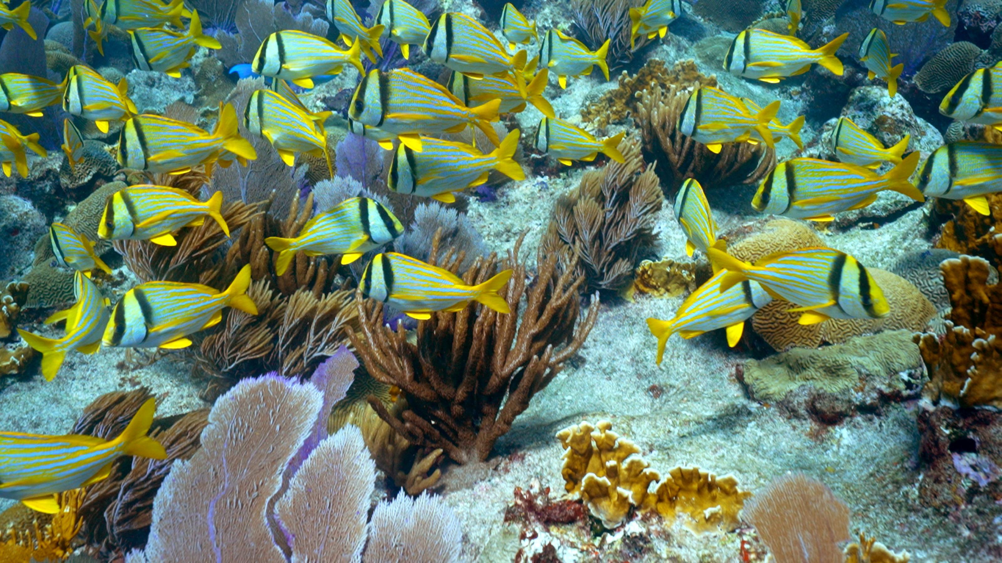 Gelbe Fische vor einem bunten Korallenriff.