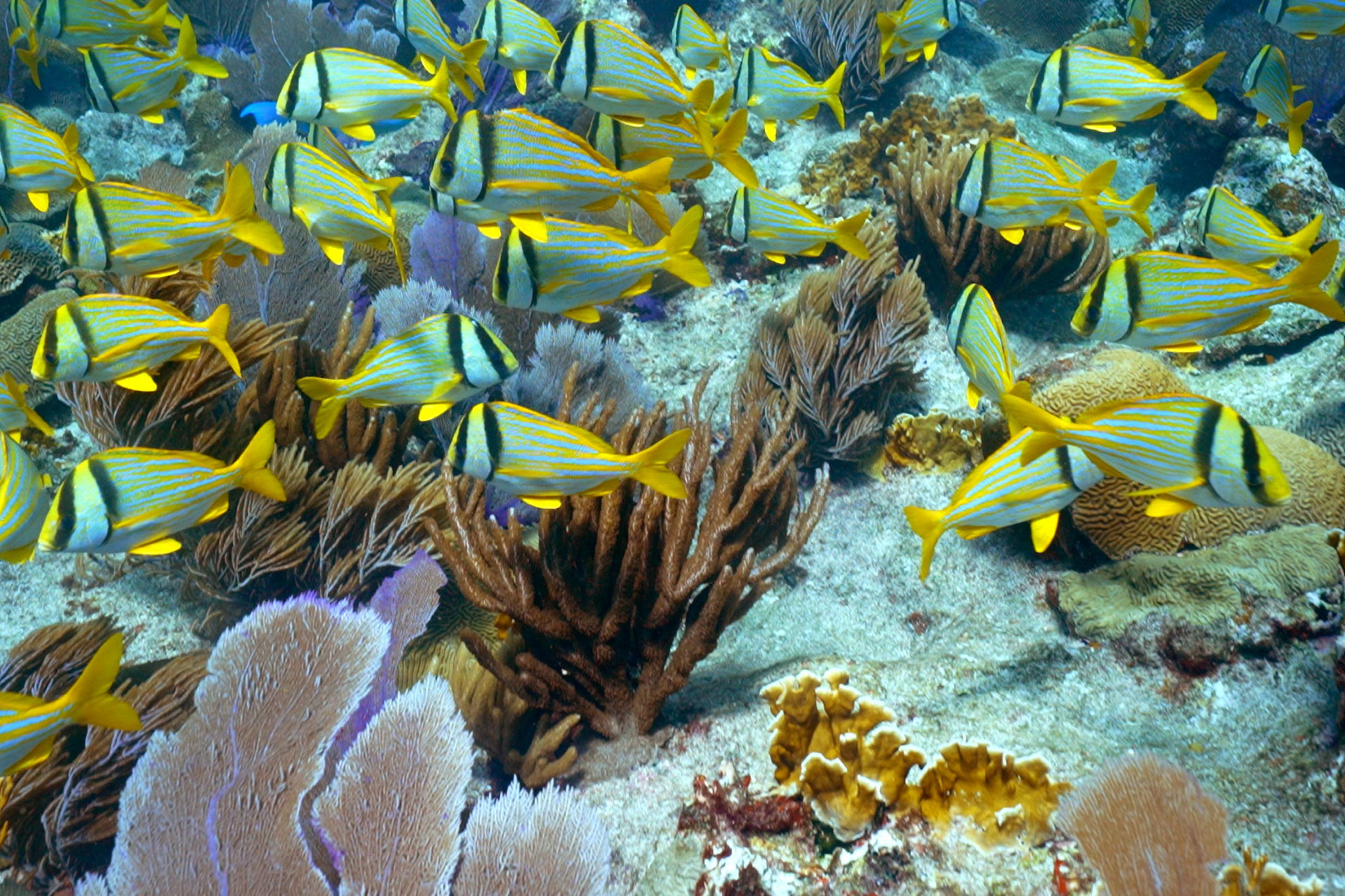 Gelbe Fische vor einem bunten Korallenriff.