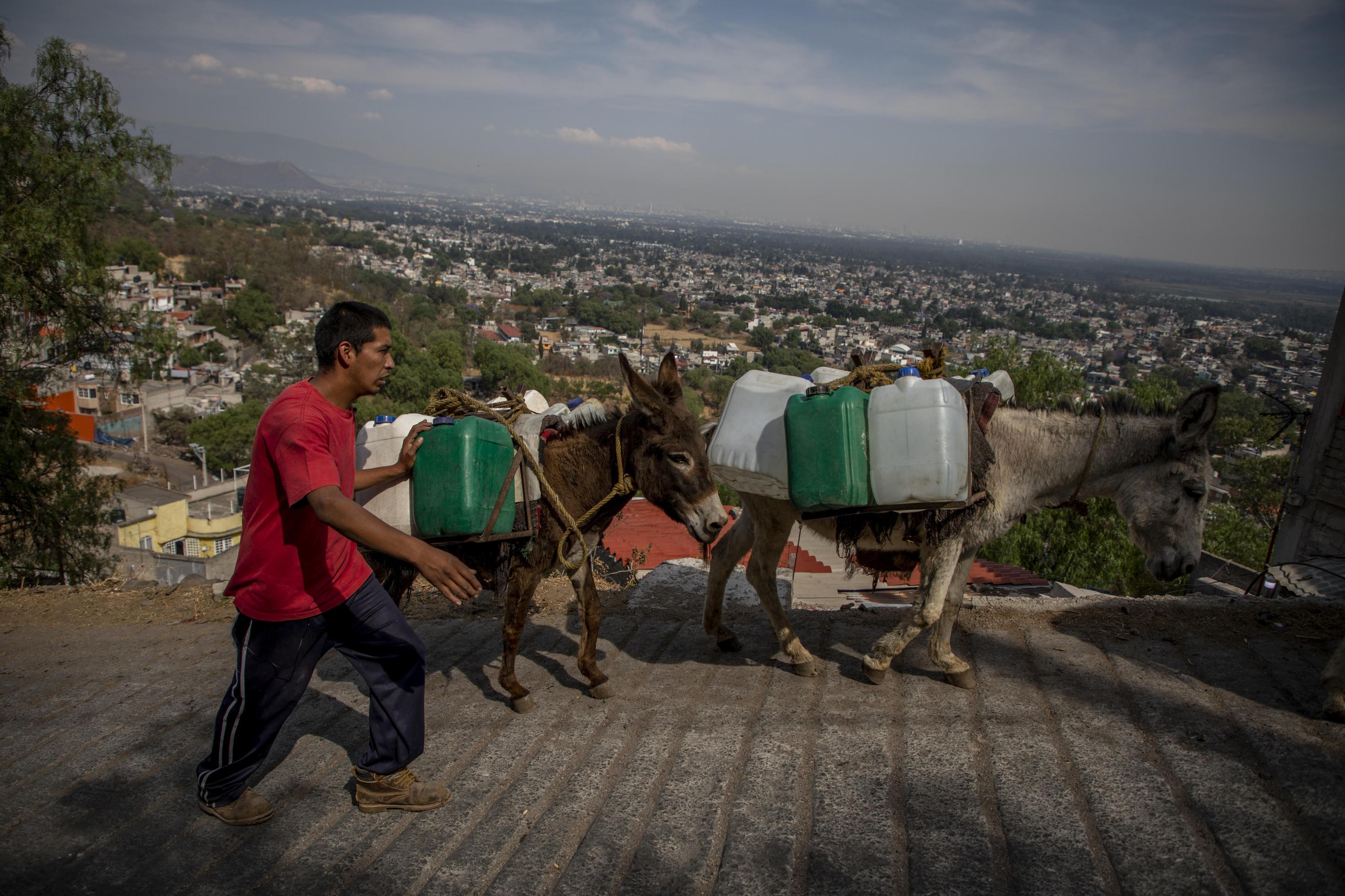 Felix Villeda Rivera geht neben Eseln, die Wasserkanister tragen. Seit Wochen igibt es in seinem Stadtteil kaum noch Wasser. Santa Cruz Acalpixca en Xochimilco, südlich der Hauptstadt, unterbrochen wurde. Der Mangel an Trinkwasser hat Einwohner des Dorfes dazu bewegt, die Versorgung mit Kanistern auf Eseln zu decken.
