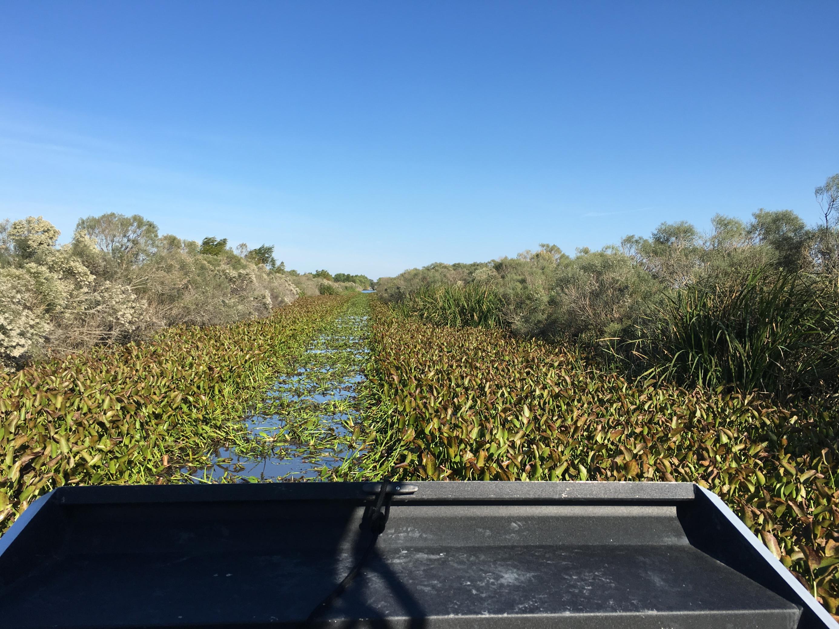 Auf in den Sumpf – per rasantem und lautem Düsen-Boot