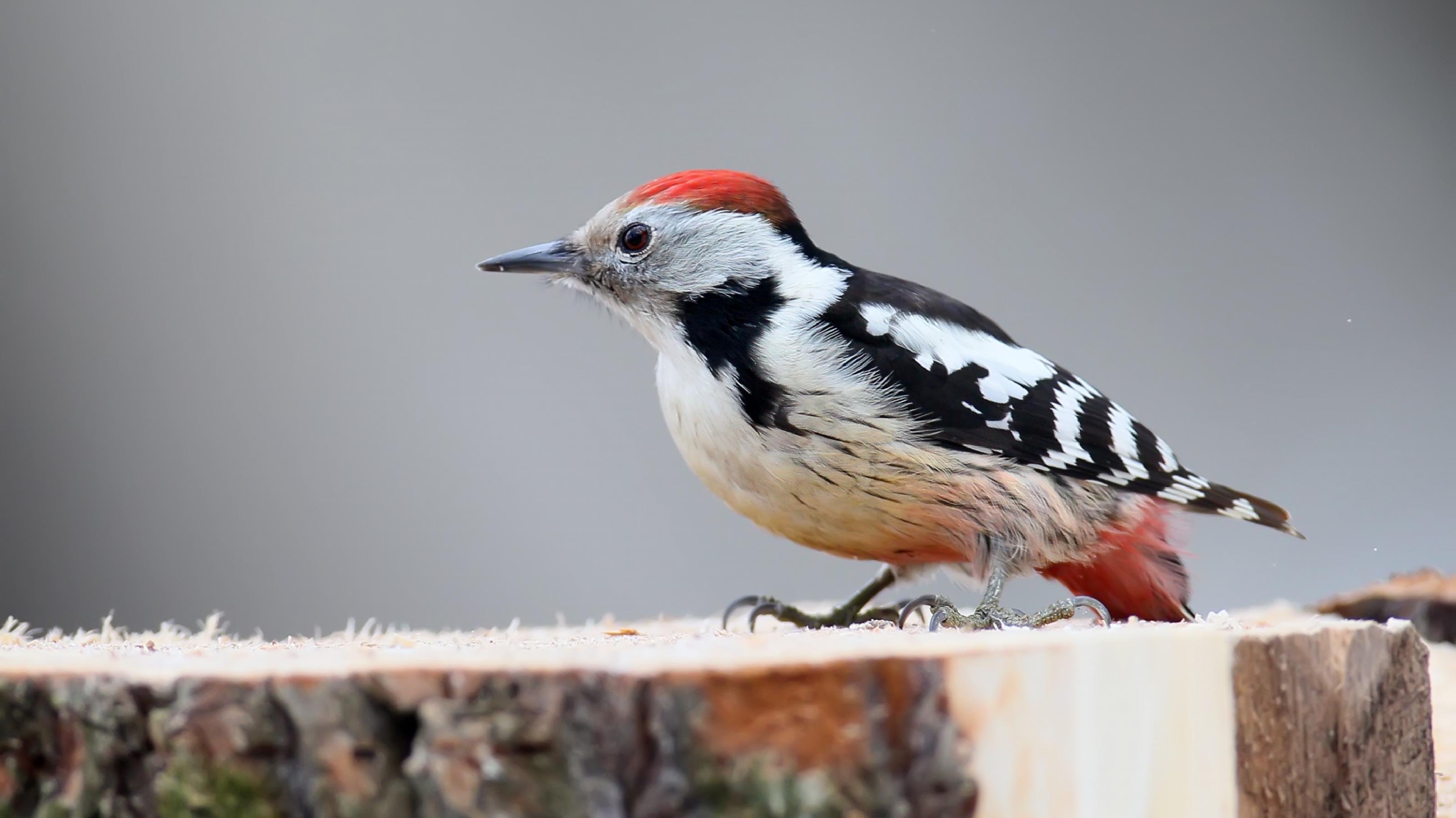 Close up photo of  a male middle spotted woodpecker sits on a fores log and eats a pork fat