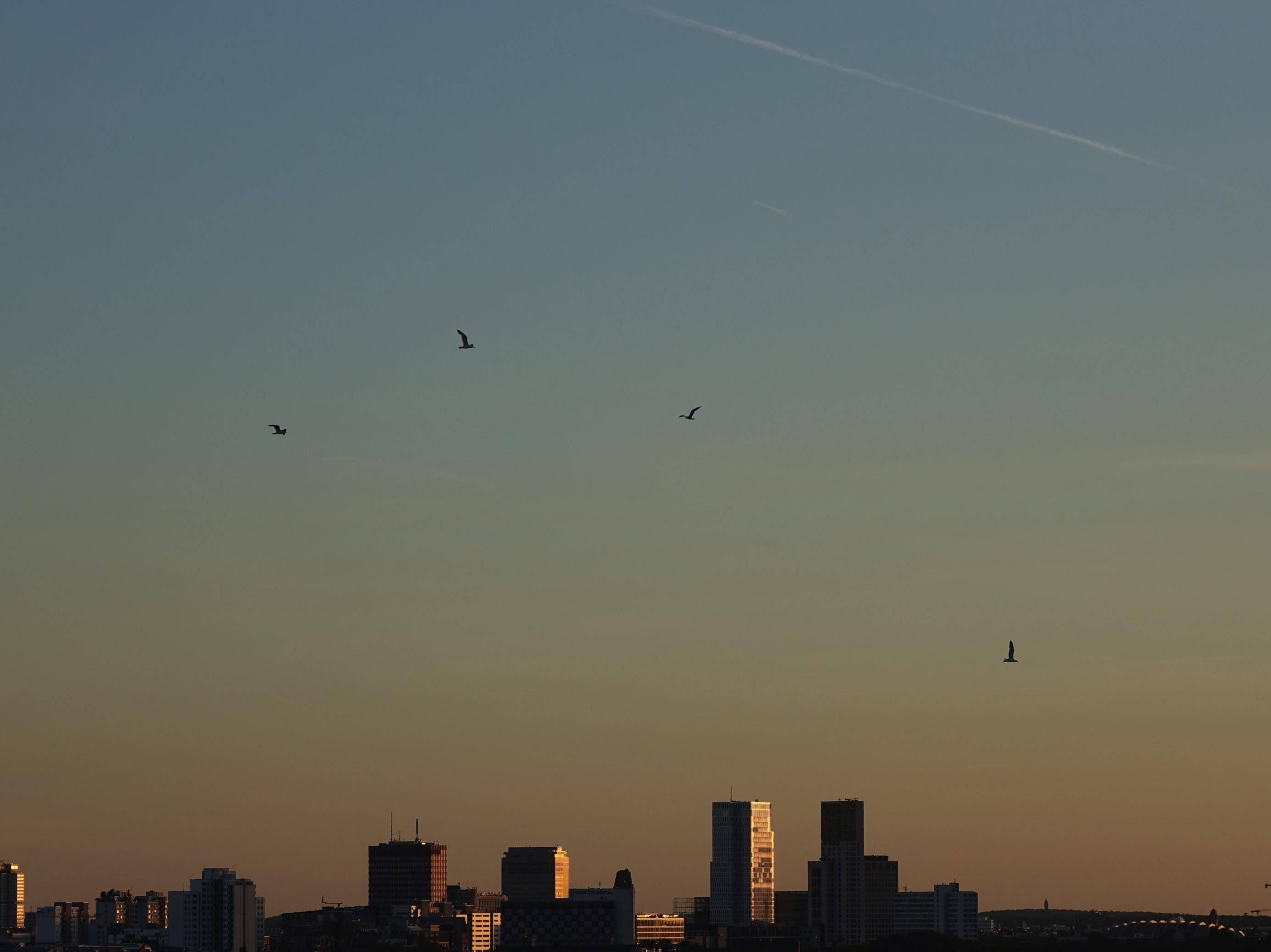 Blick auf die City West mit Möwen: Die Stadt entwickelt sich immer stärker zum Refugium für Wildtiere.