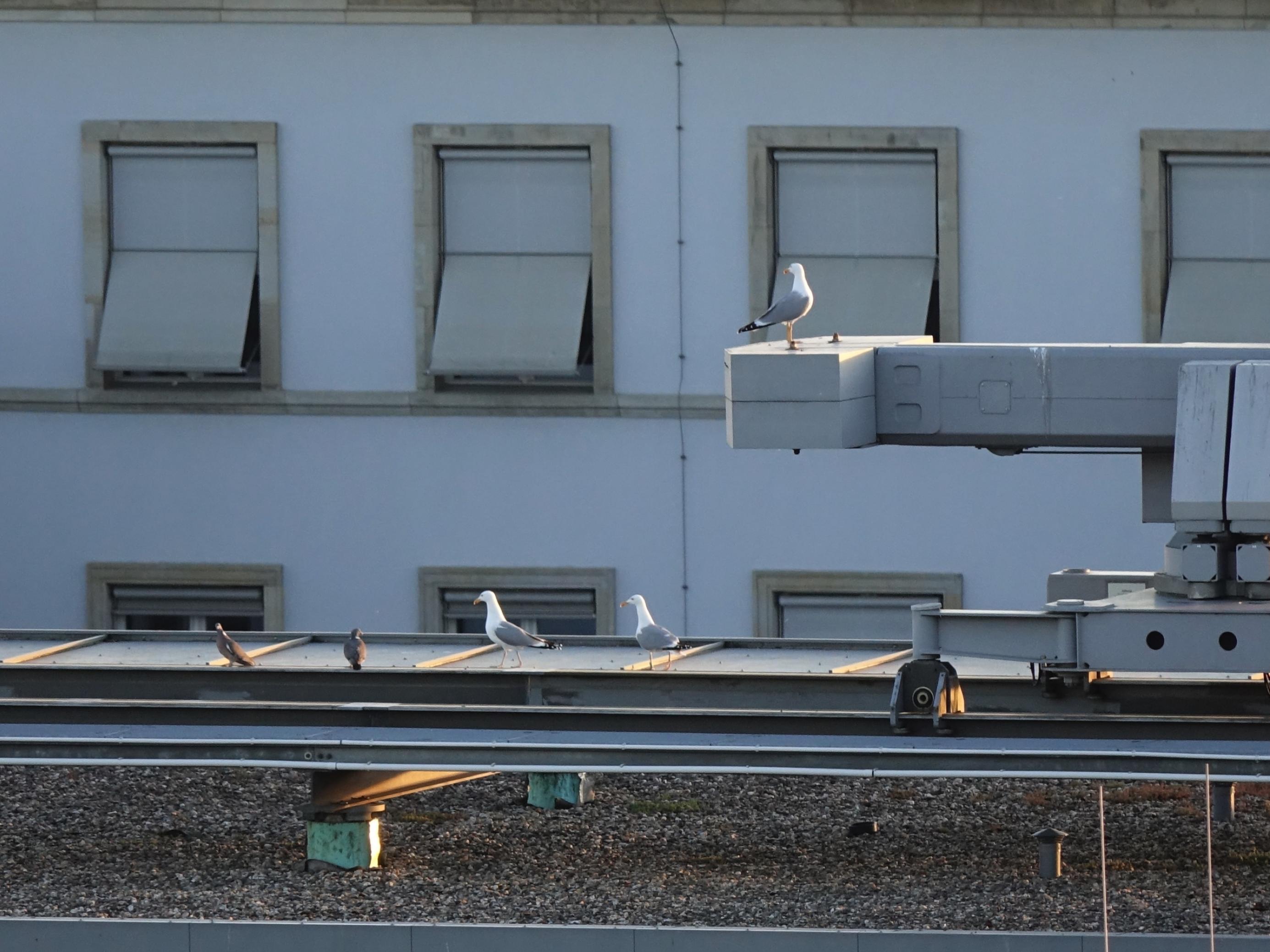 Zwei Silbermöwen (links) und eine Steppenmöwe (rechts) auf dem Dach des SPD-Fraktionsgebäudes.